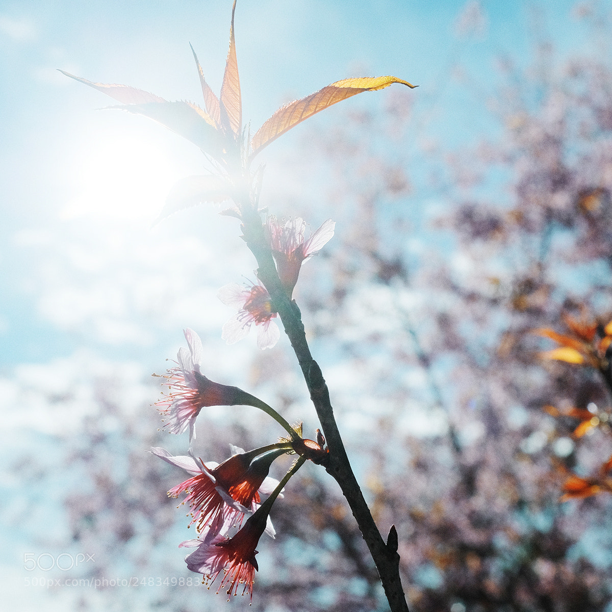 Fujifilm X-Pro2 sample photo. Copy photography