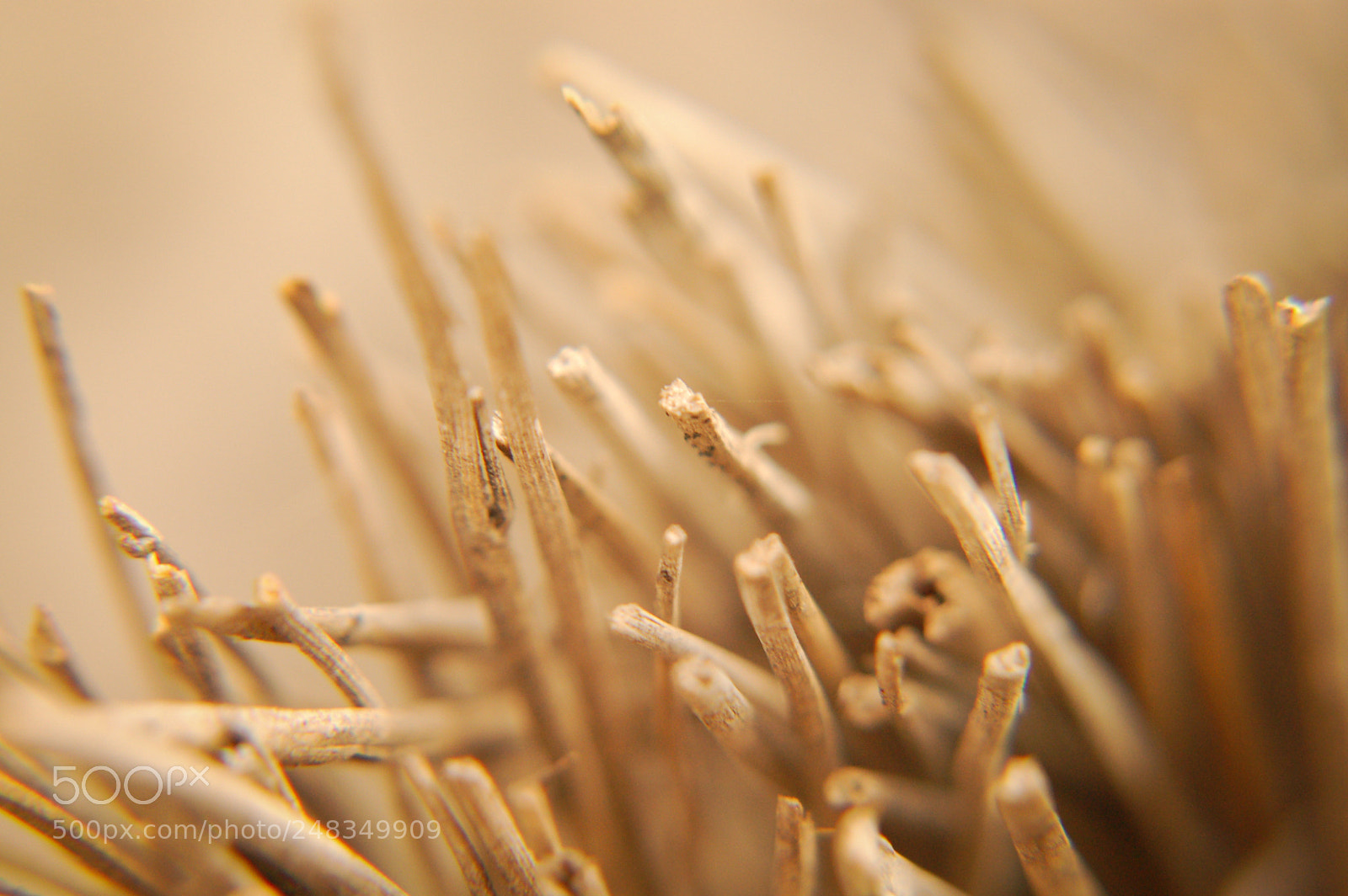 Nikon D50 sample photo. Broom photography