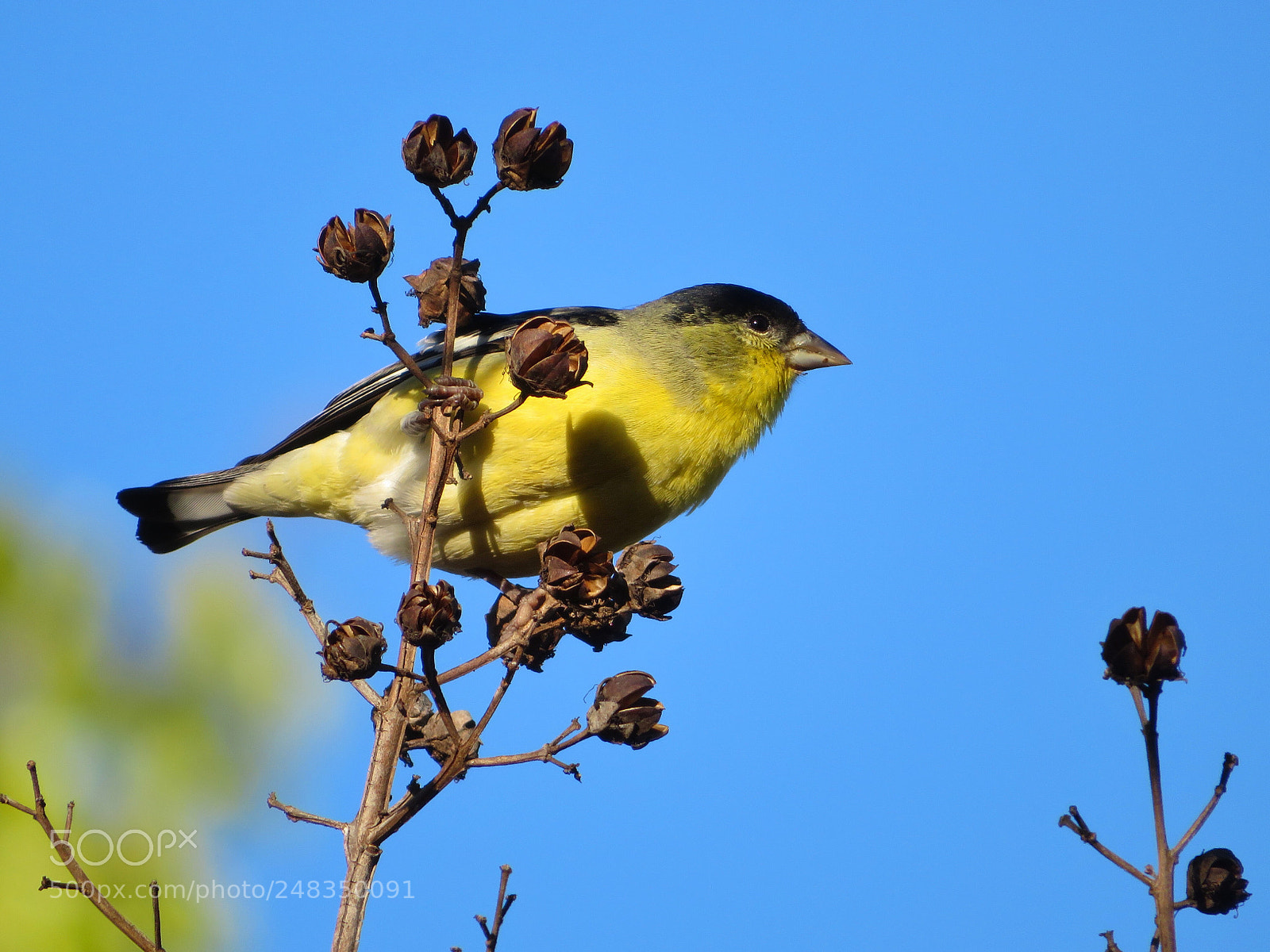 Canon PowerShot SX720 HS sample photo. American goldfinch photography