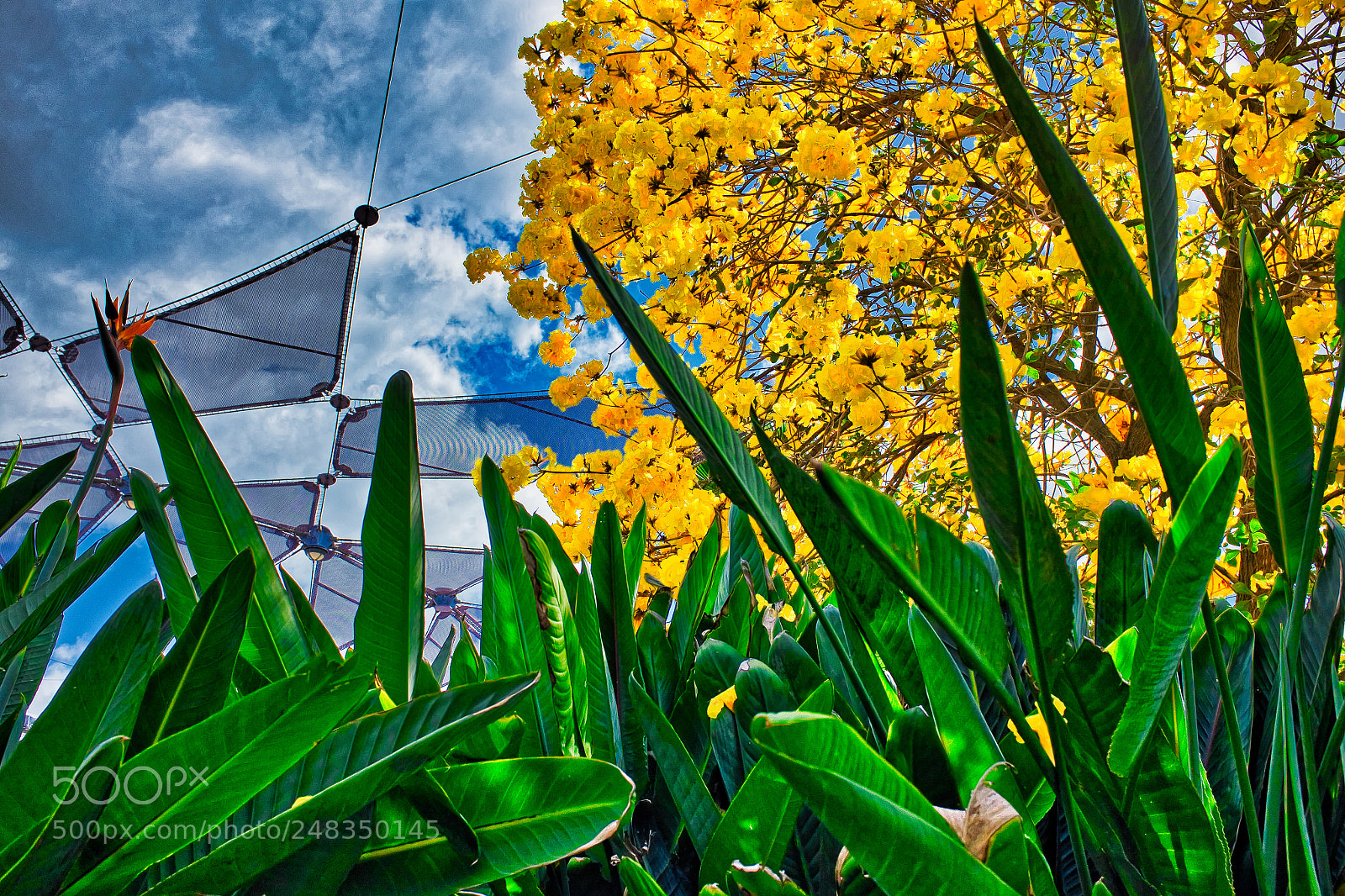 Fujifilm X100S sample photo. Glorious color! photography