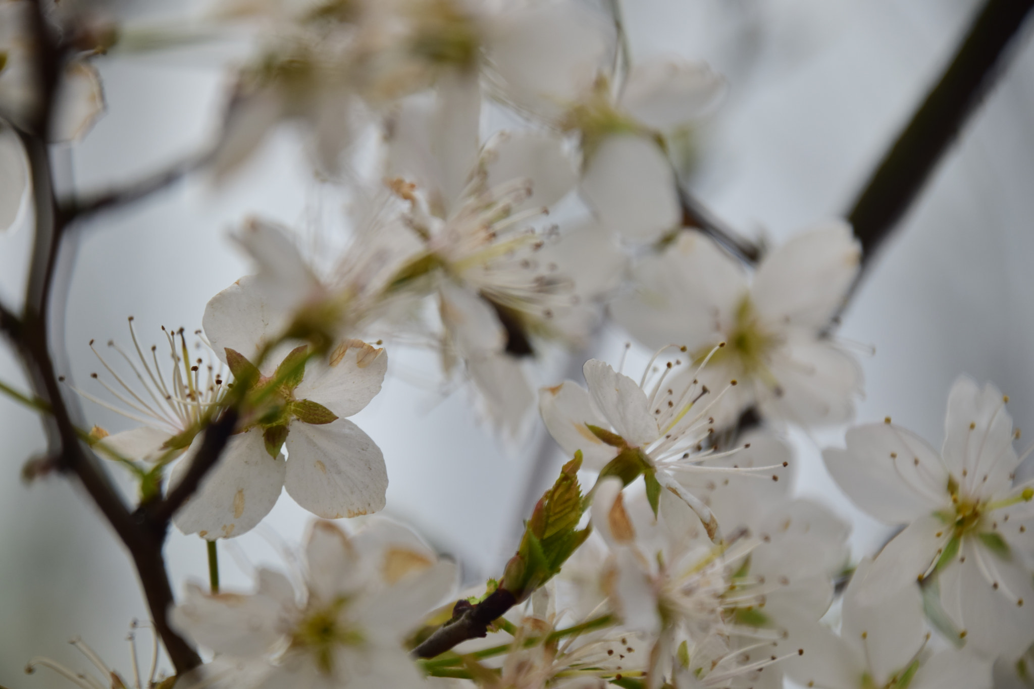 Nikon D5300 sample photo. 花季 photography