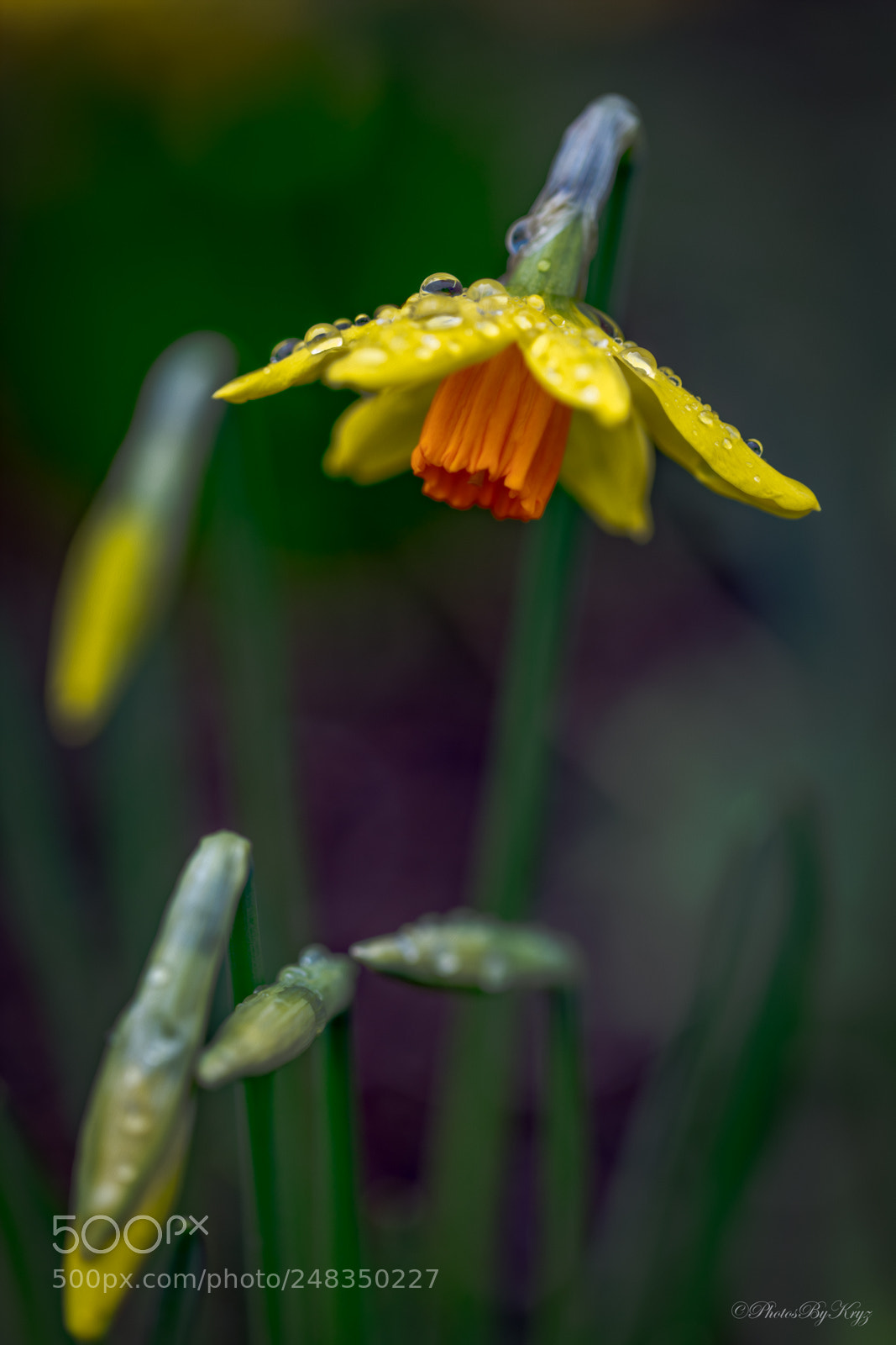 Canon EOS 5DS sample photo. Early spring photography