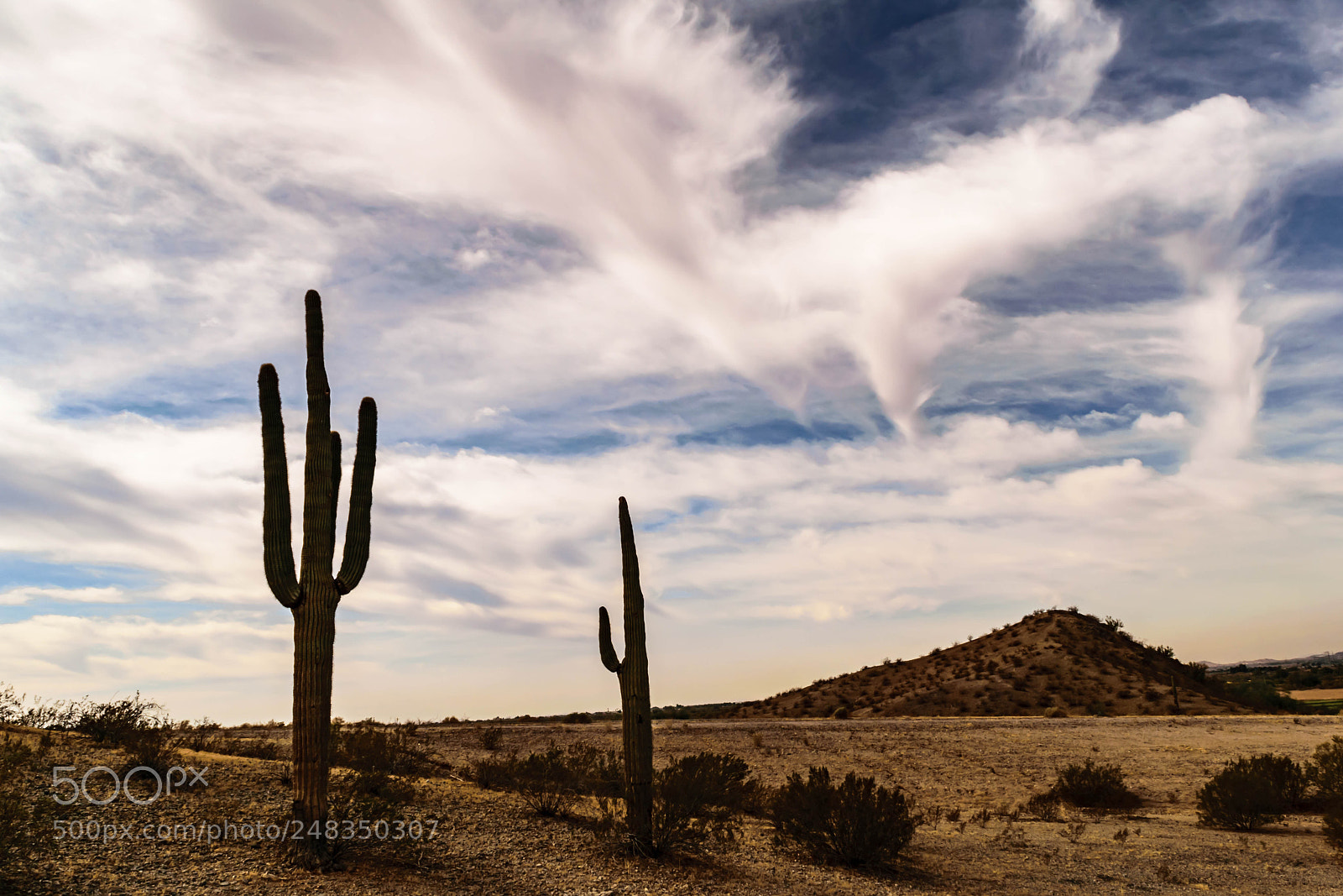 Nikon D5300 sample photo. Two saguaros photography