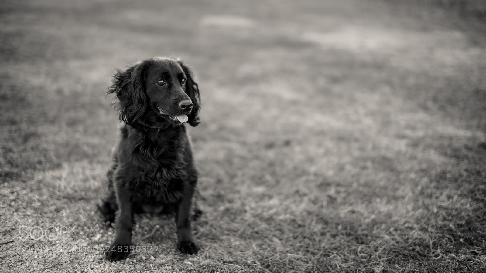 Sony a7R II sample photo. _dsc8954.jpg photography