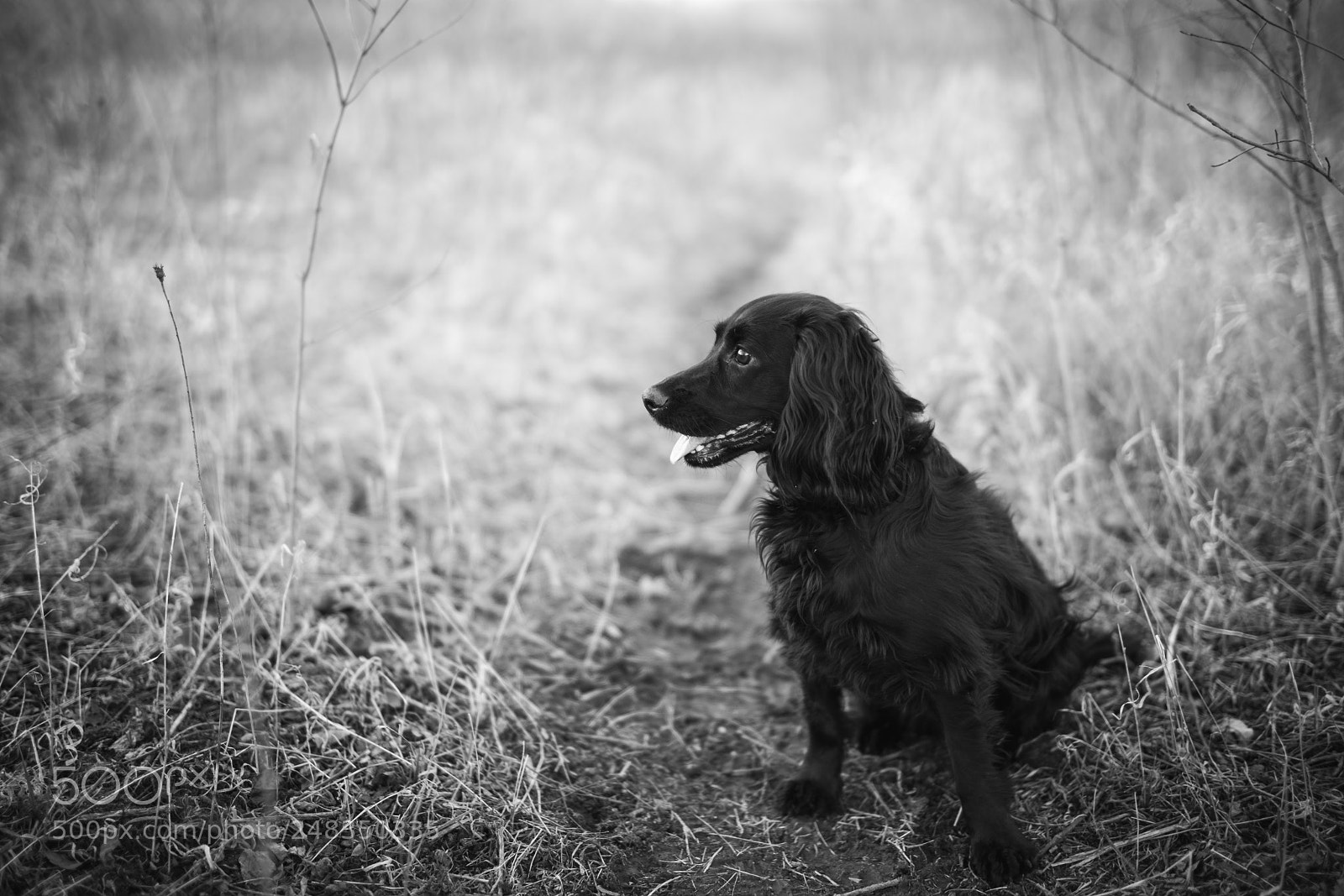 Sony a7R II sample photo. _dsc8958.jpg photography