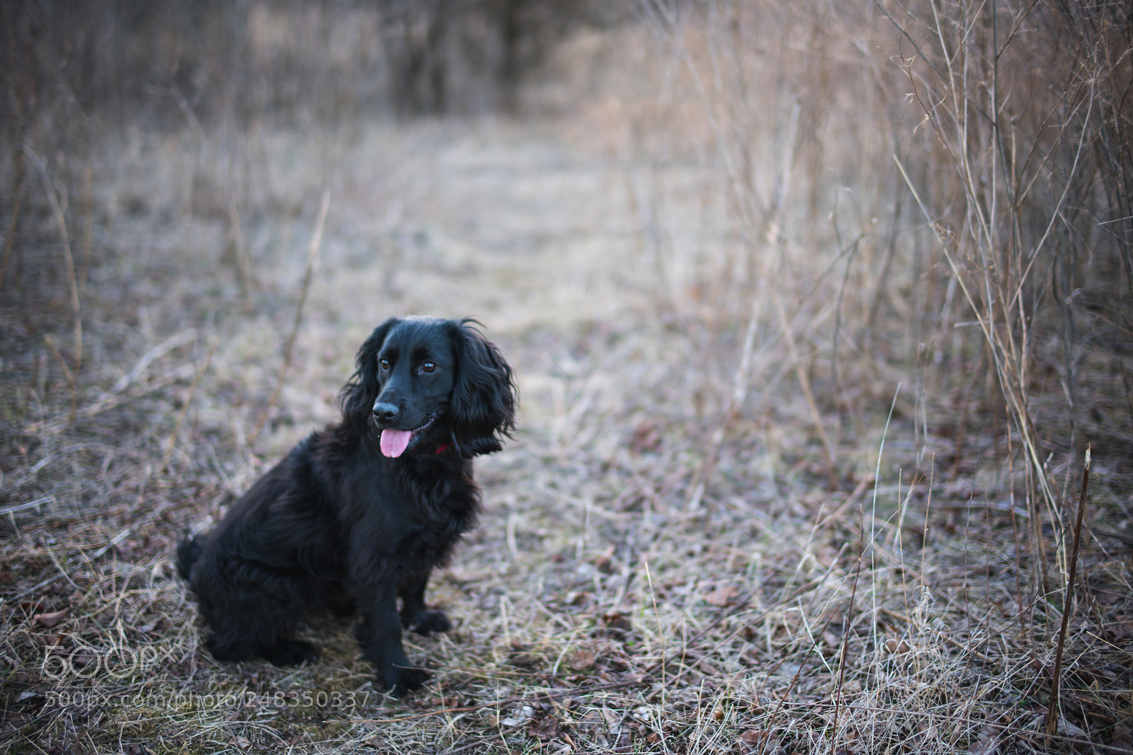 Sony a7R II sample photo. _dsc9030.jpg photography