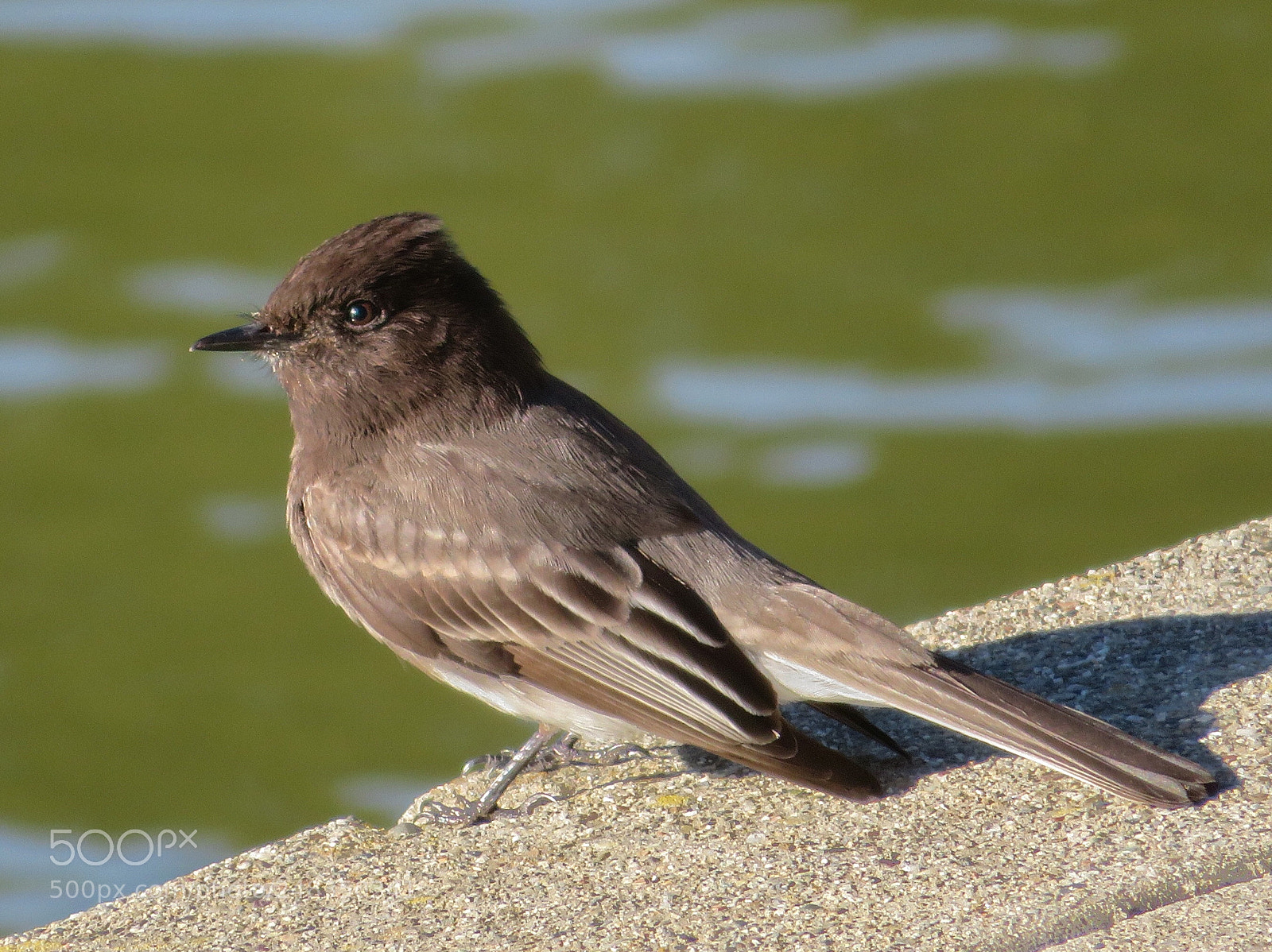 Canon PowerShot SX720 HS sample photo. Young black phoebe photography