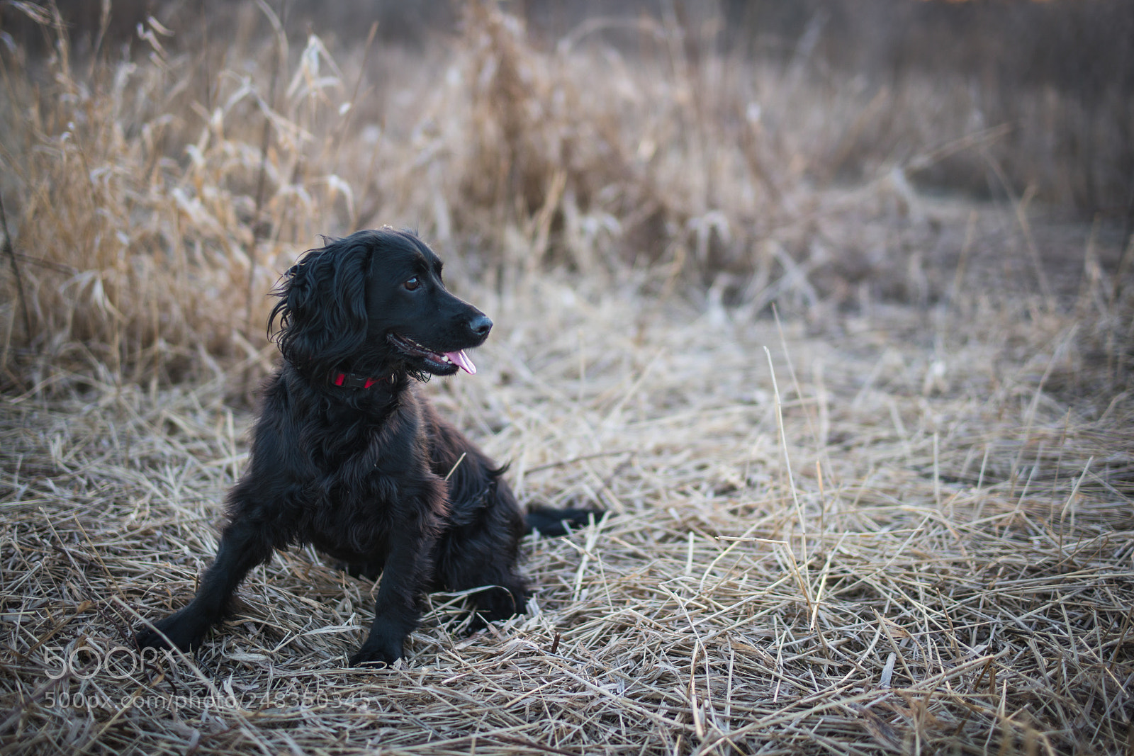 Sony a7R II sample photo. _dsc9057.jpg photography