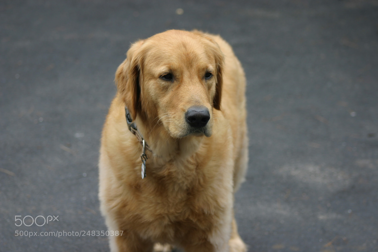 Canon EOS 10D sample photo. Img photography