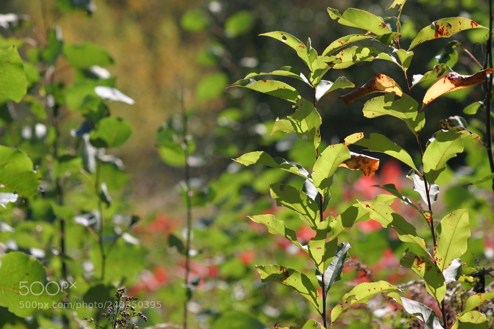 Canon EOS 10D sample photo. Img photography
