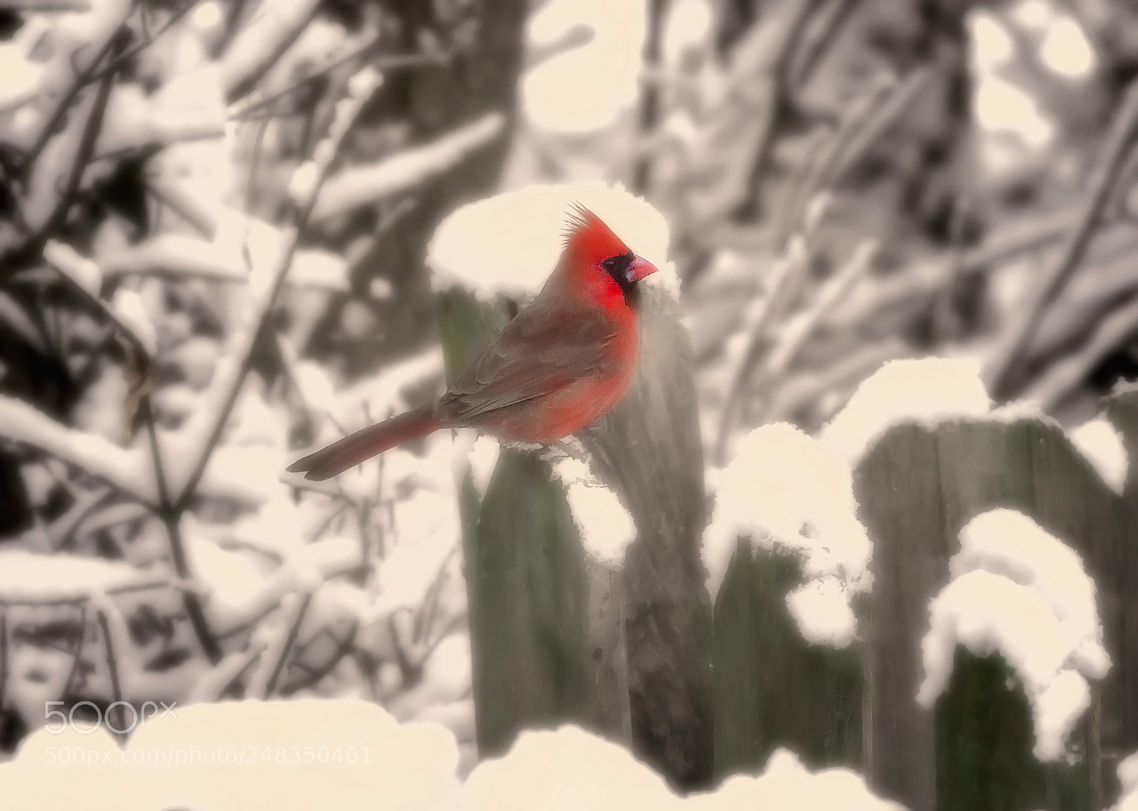Canon EOS 7D Mark II sample photo. A touch of red photography