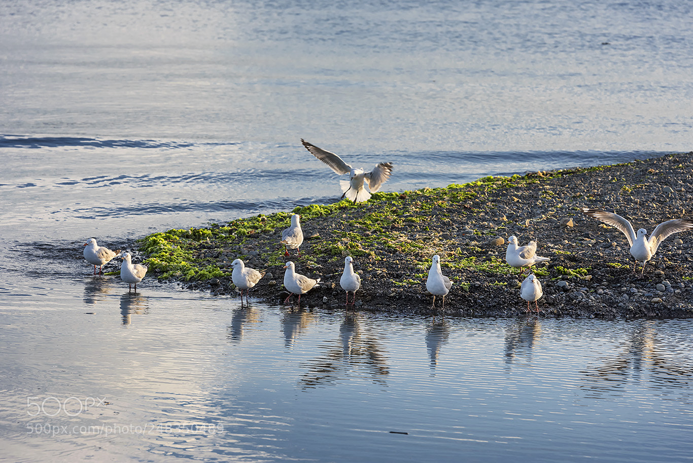 Nikon D810 sample photo. Birds photography