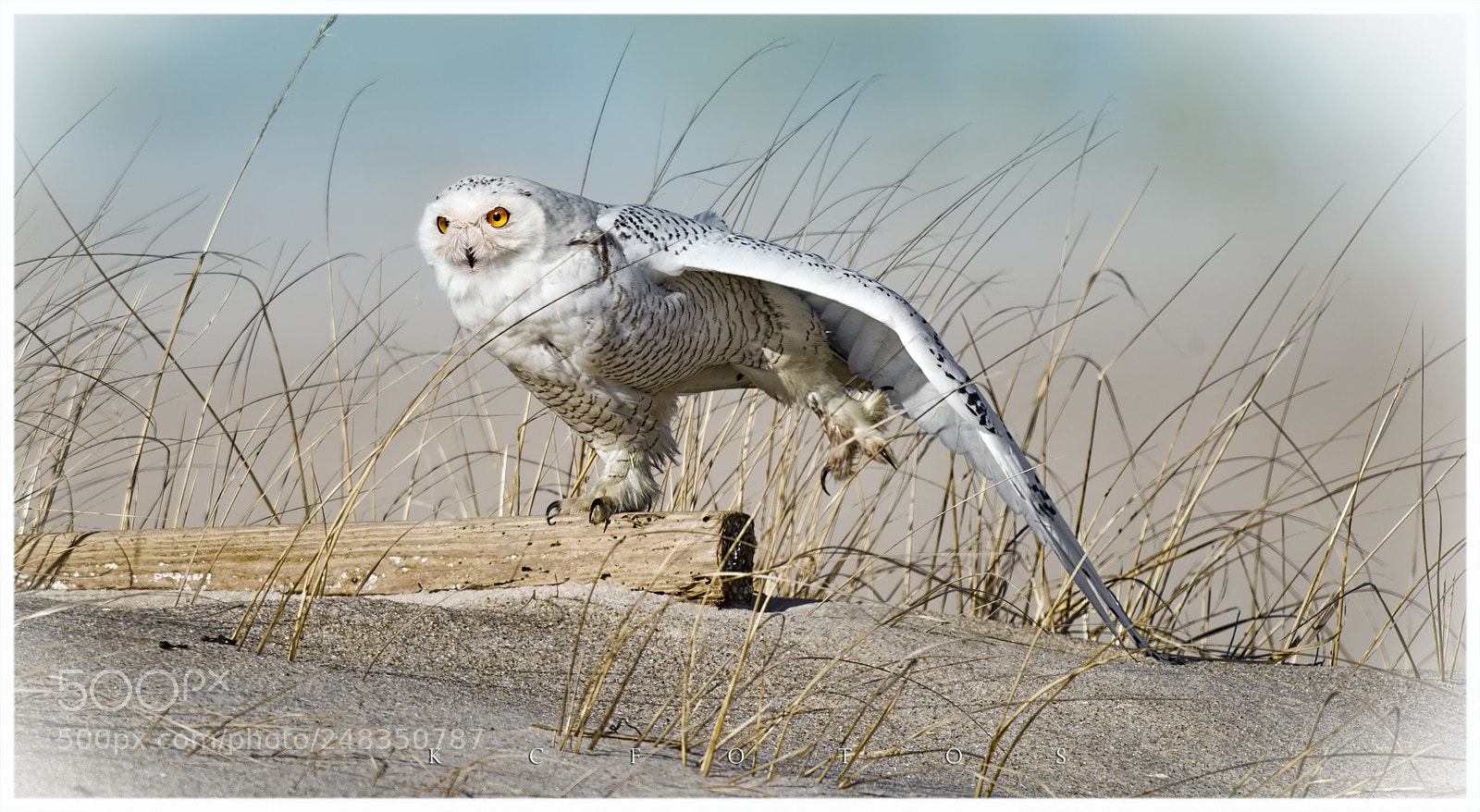 Nikon D4S sample photo. Snowy owl photography