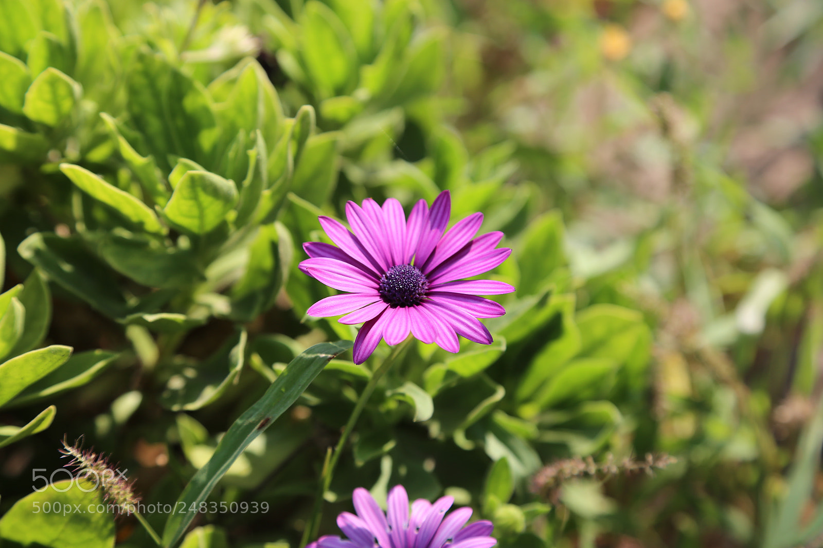 Canon EOS 6D + Canon EF 24-105mm F4L IS USM sample photo. Flower photography