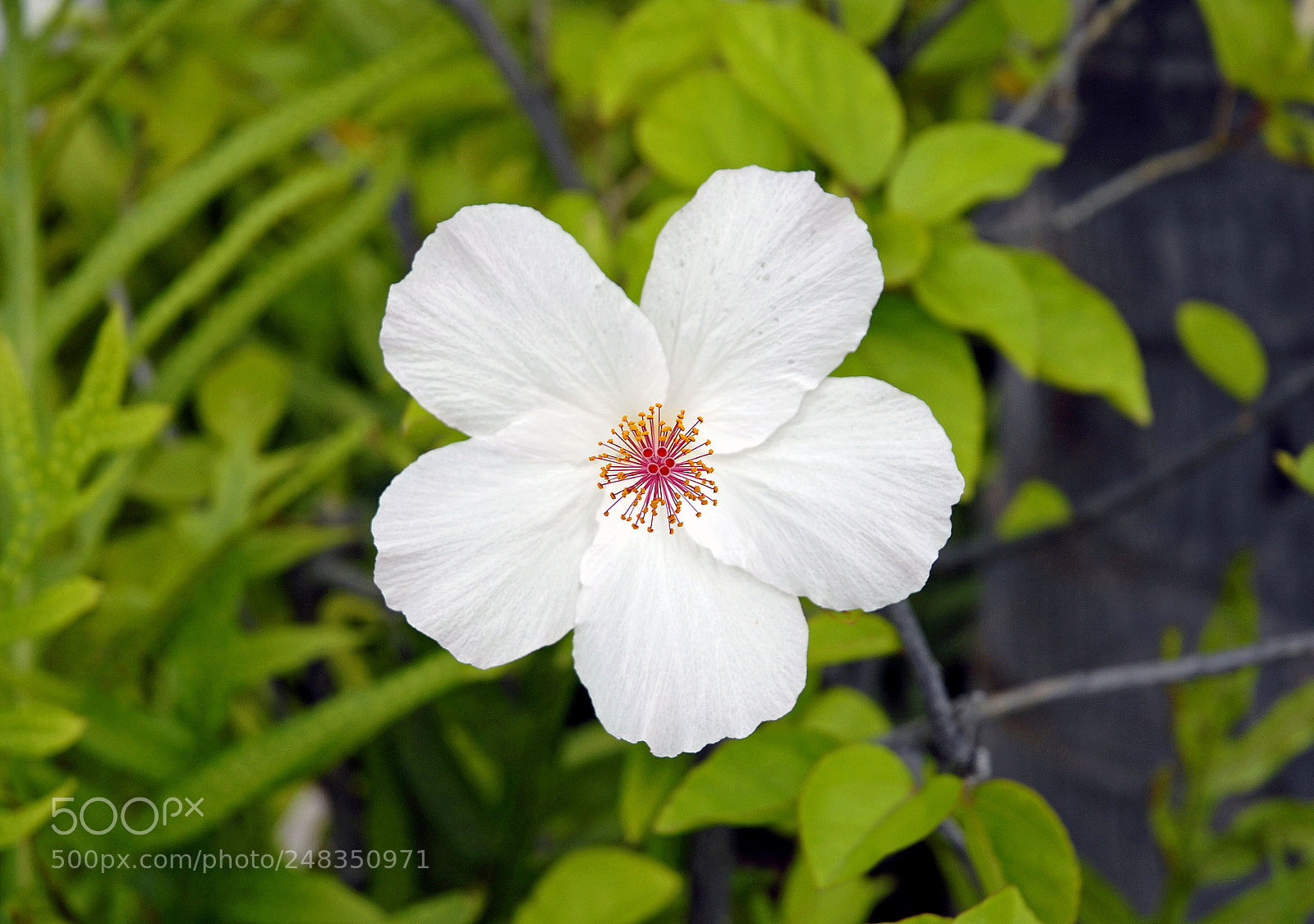 Nikon D200 sample photo. White hibiscus photography