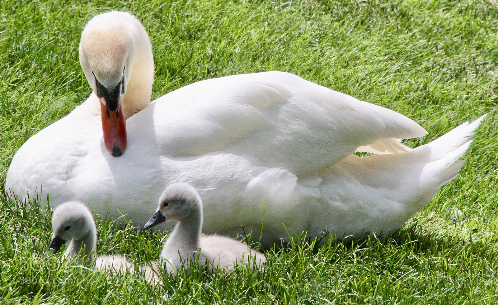 Canon EOS 7D sample photo. Mother’s   love photography