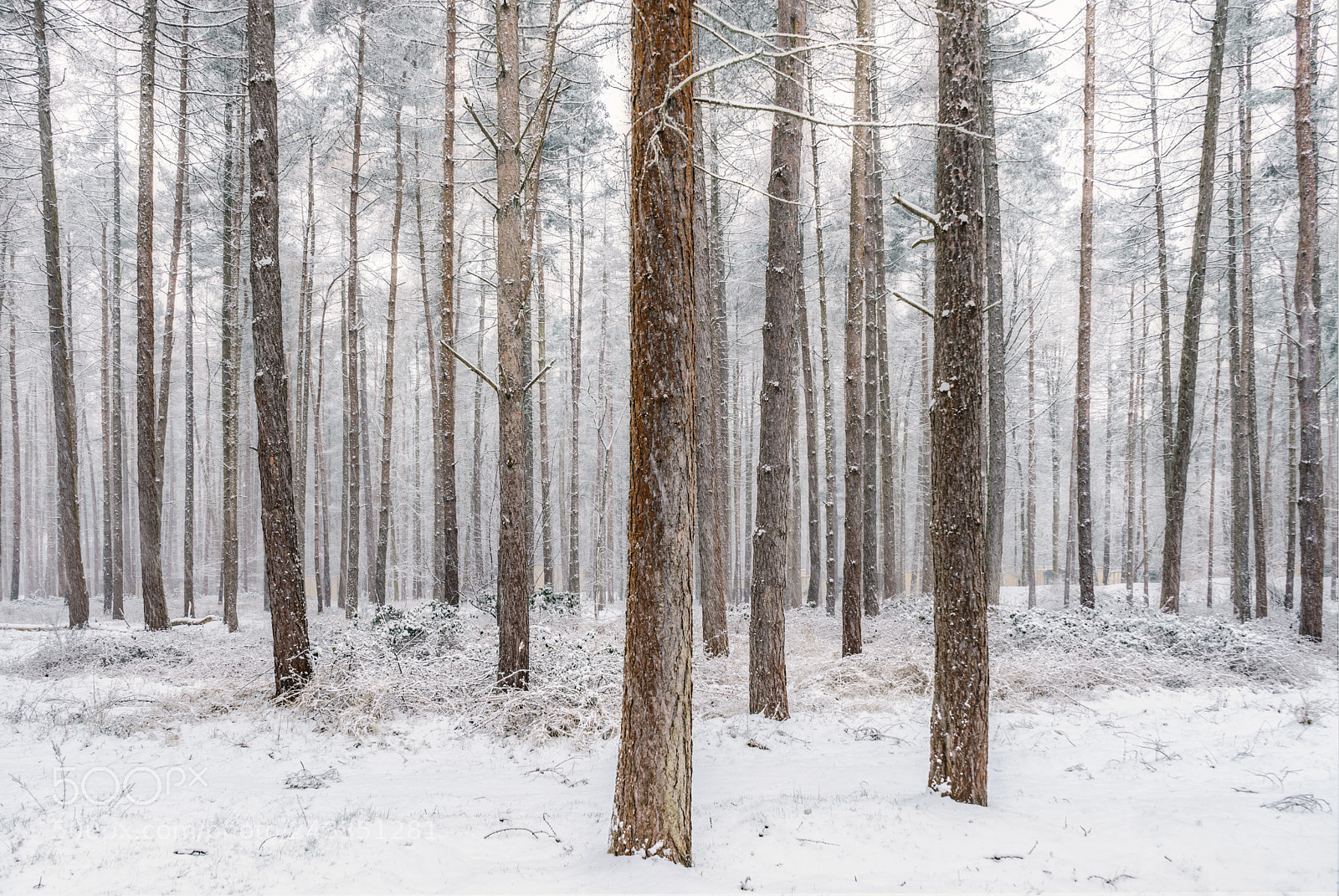 Sony a7 sample photo. Forest photography