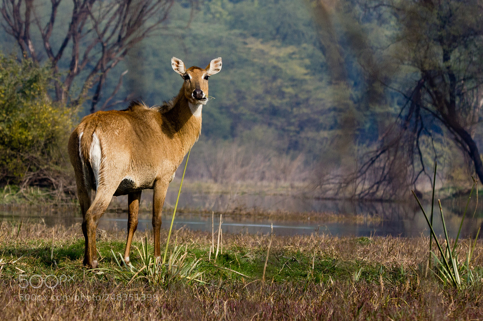 Canon EOS 550D (EOS Rebel T2i / EOS Kiss X4) sample photo. Deer photography