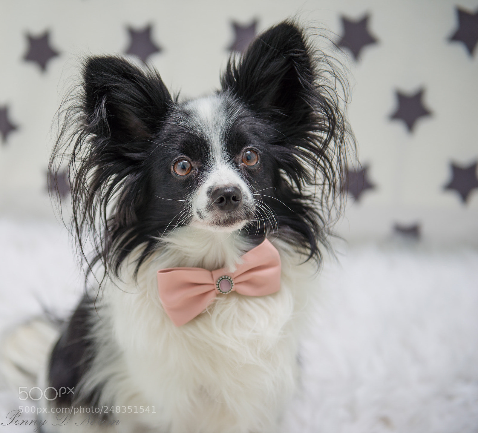 Nikon D610 sample photo. Papillons posing photography