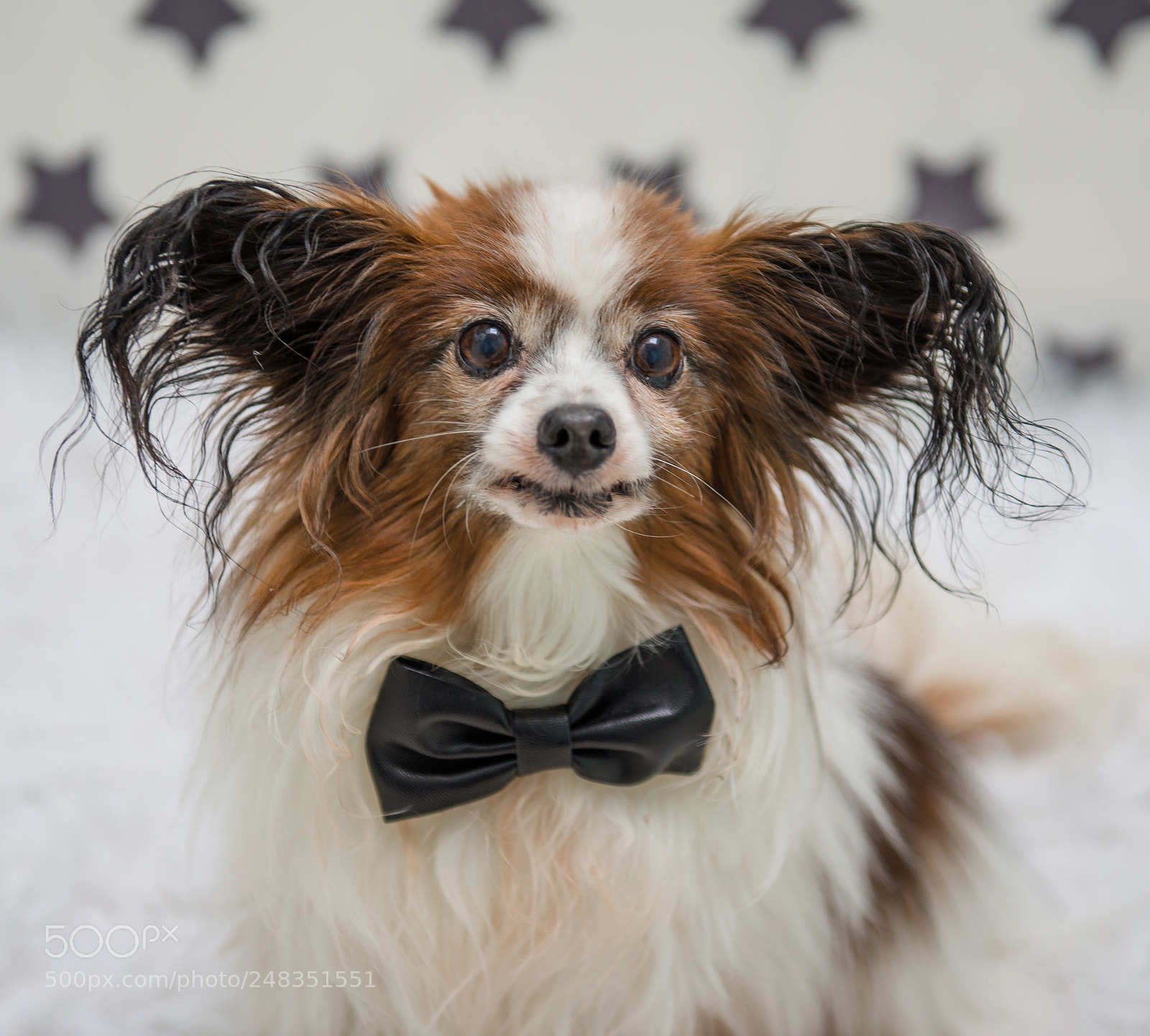 Nikon D610 sample photo. Papillons posing photography