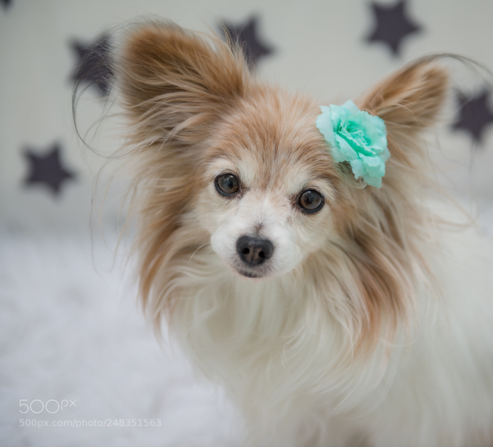 Nikon D610 sample photo. Papillons posing photography
