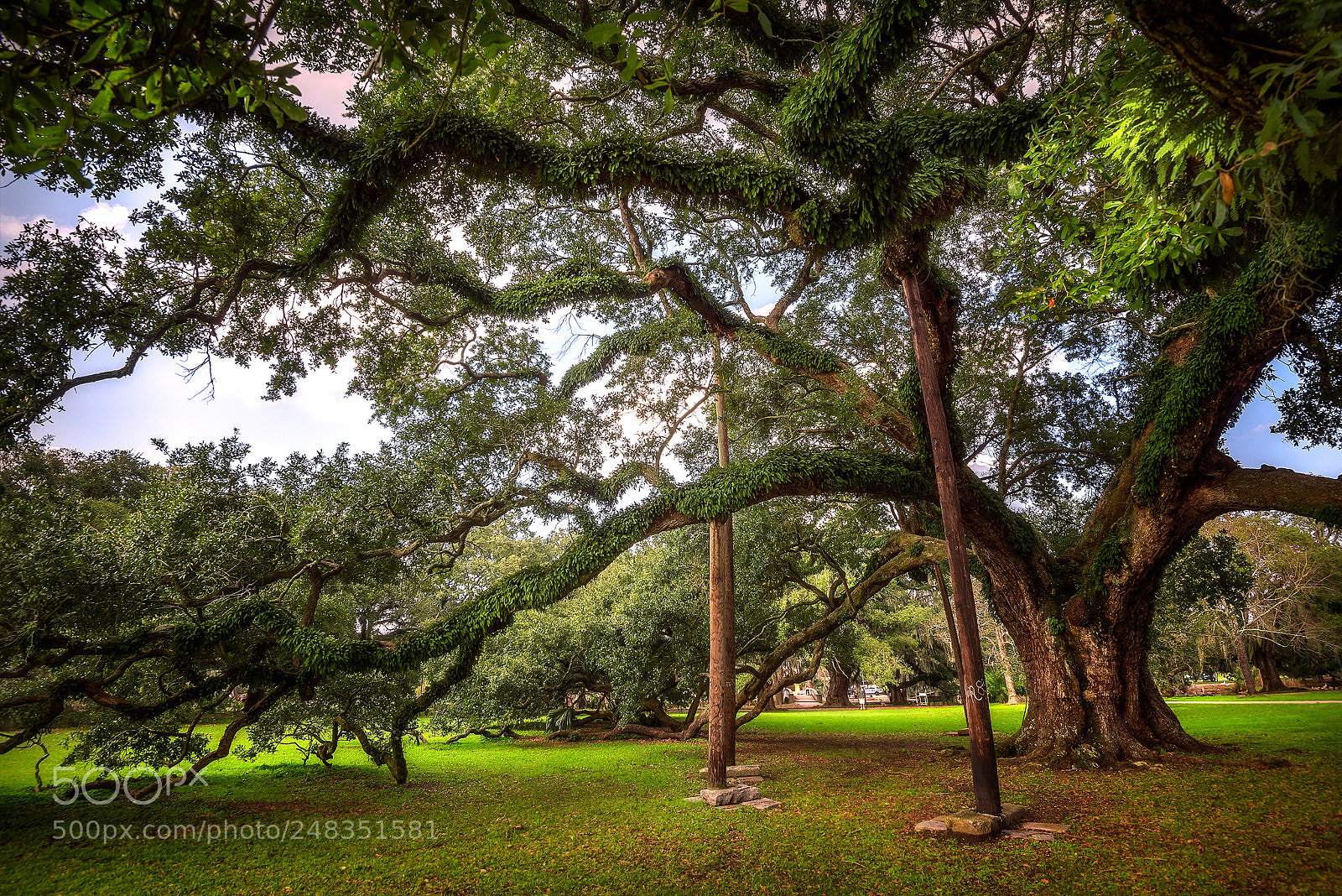 Nikon D810 sample photo. The mcdonogh tree photography