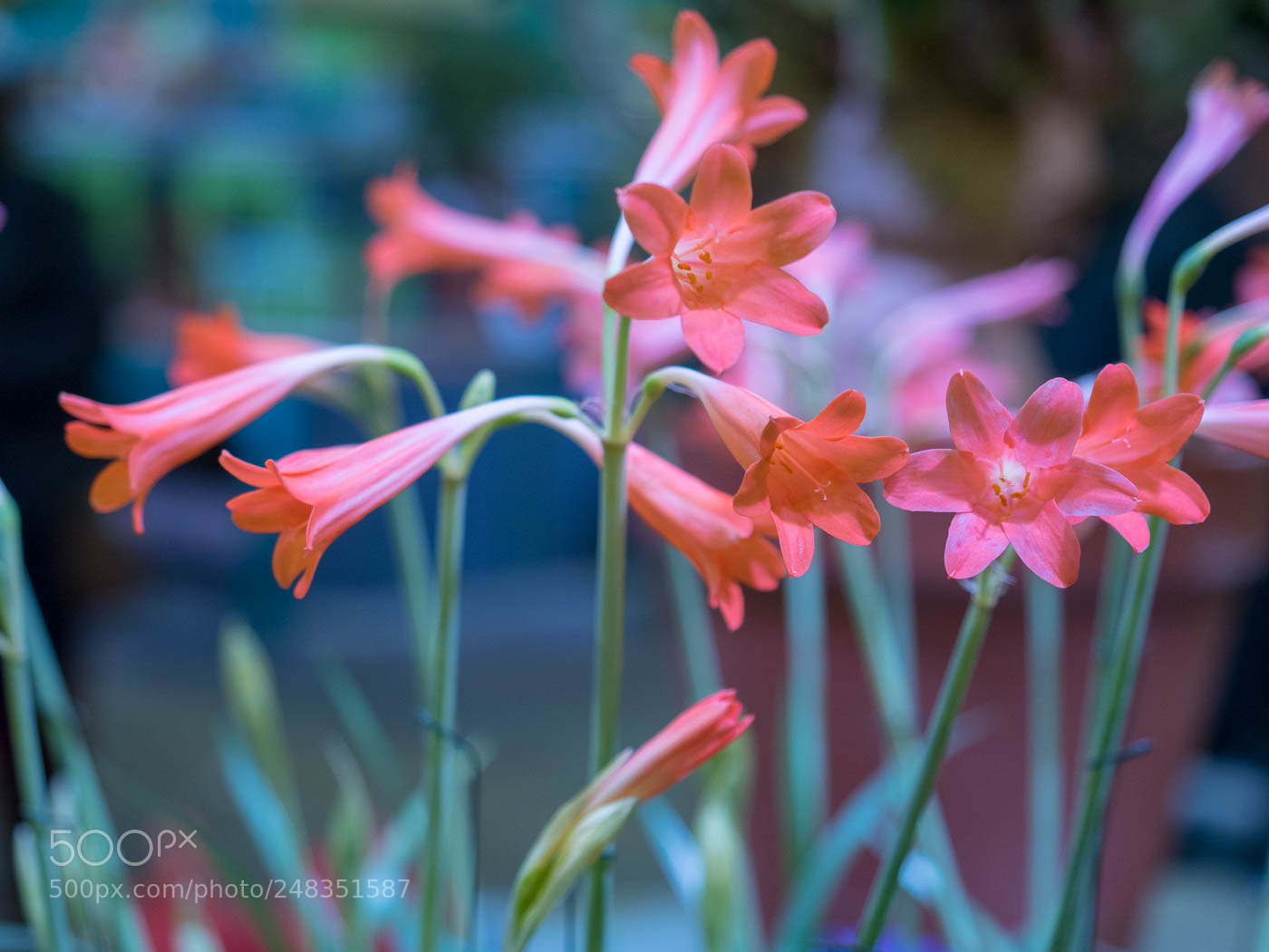Olympus OM-D E-M5 II sample photo. Untitled photography