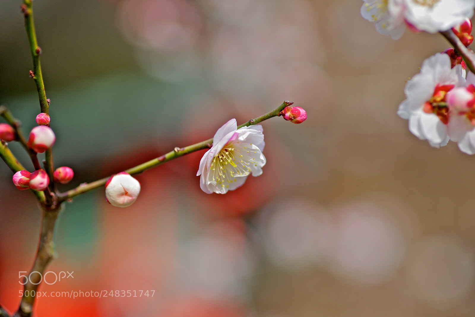 Pentax K-1 sample photo. Shrine and plumblossom photography