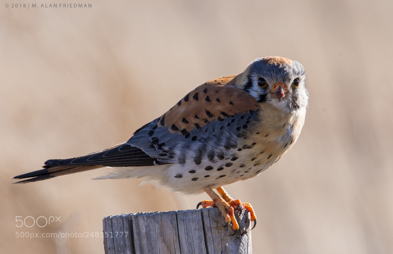 Nikon D500 sample photo. American kestrel (small falcon) photography