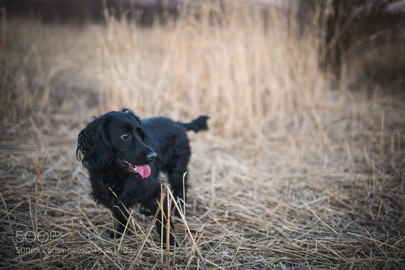 Sony a7R II sample photo. _dsc9064.jpg photography