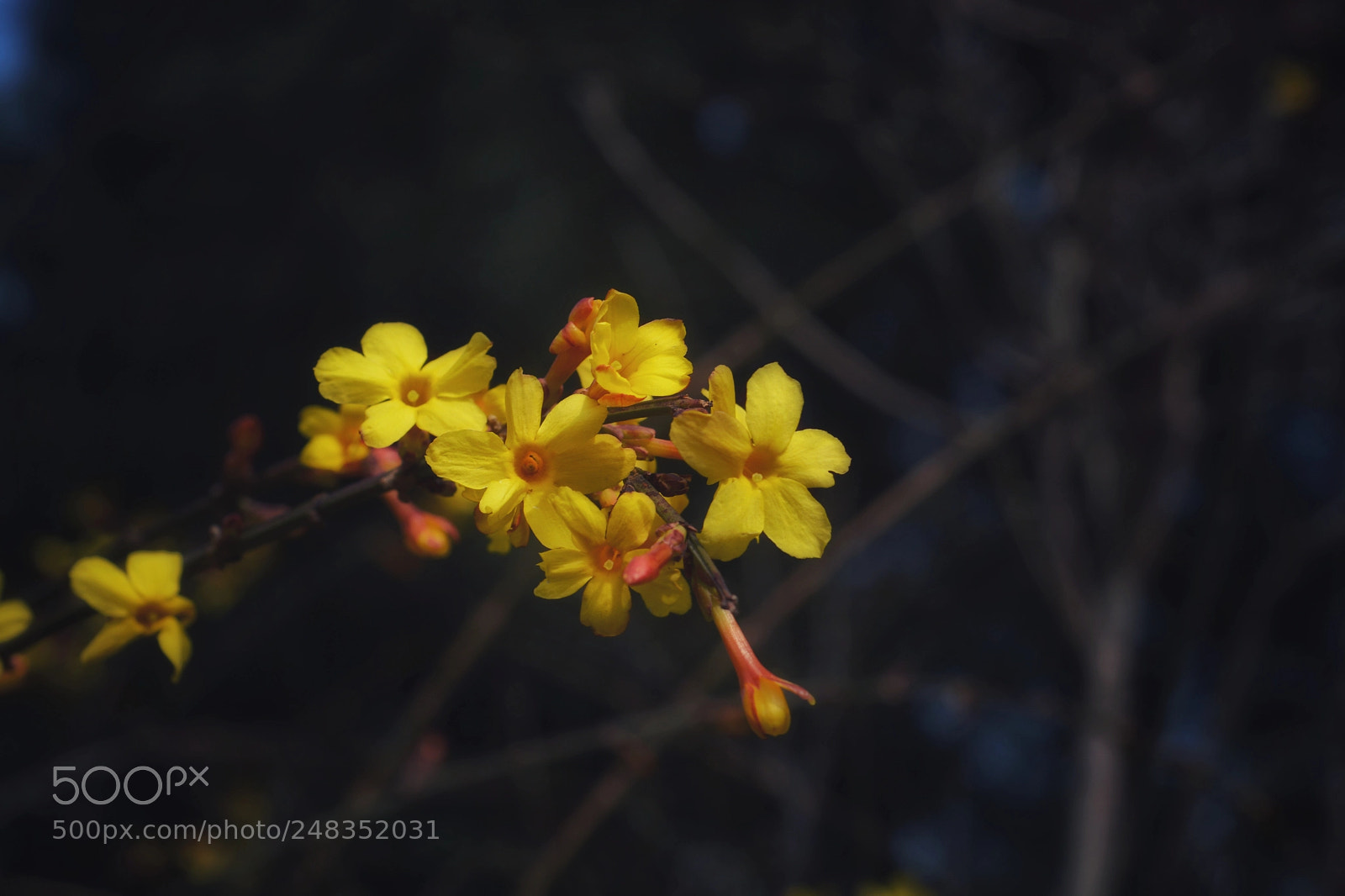 Nikon D7100 sample photo. Untitled photography