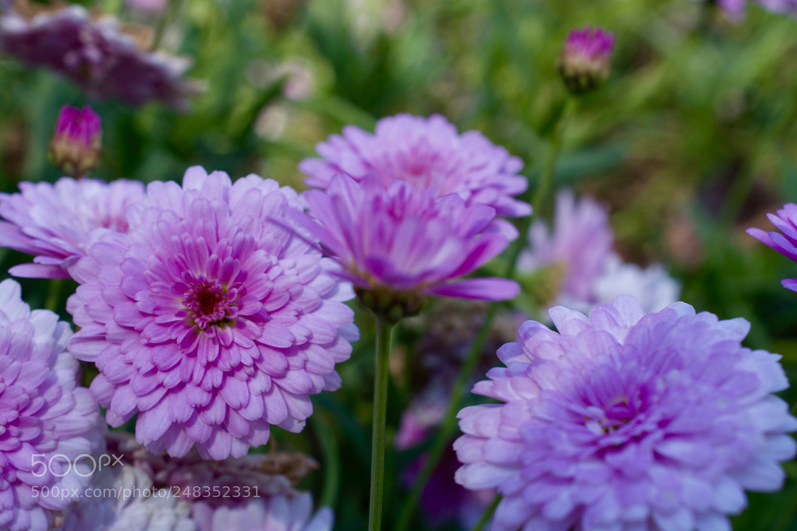 Nikon D5200 sample photo. ? photography