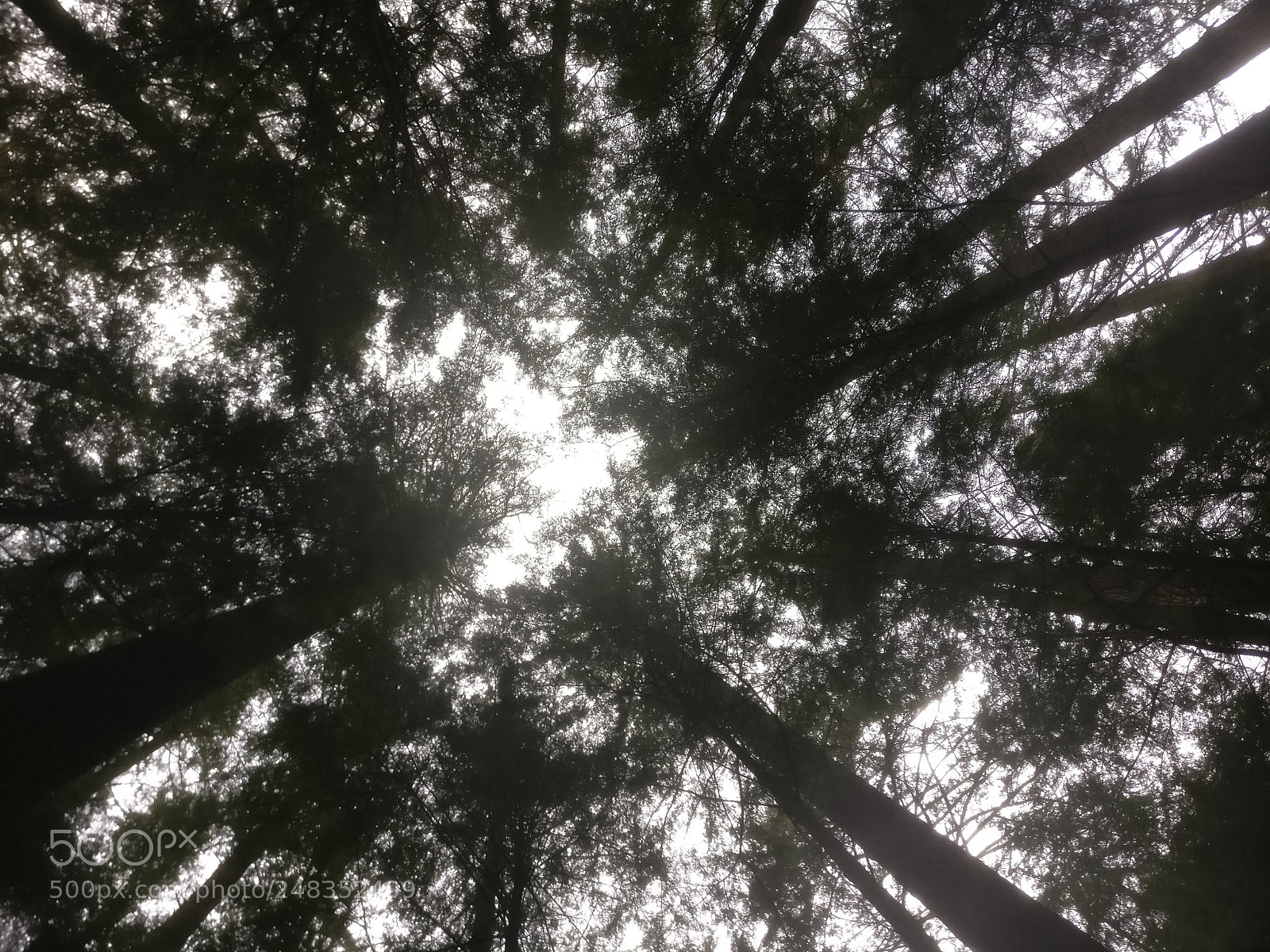 OnePlus A3000 sample photo. View from below photography
