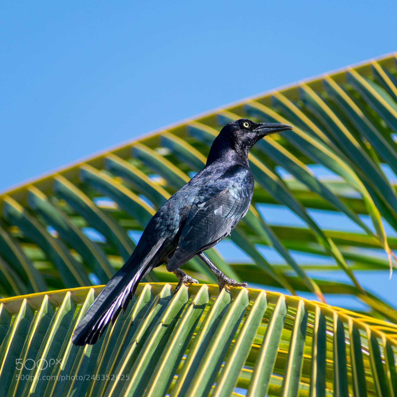 Nikon D3400 sample photo. Great-tailed grackle (male) photography