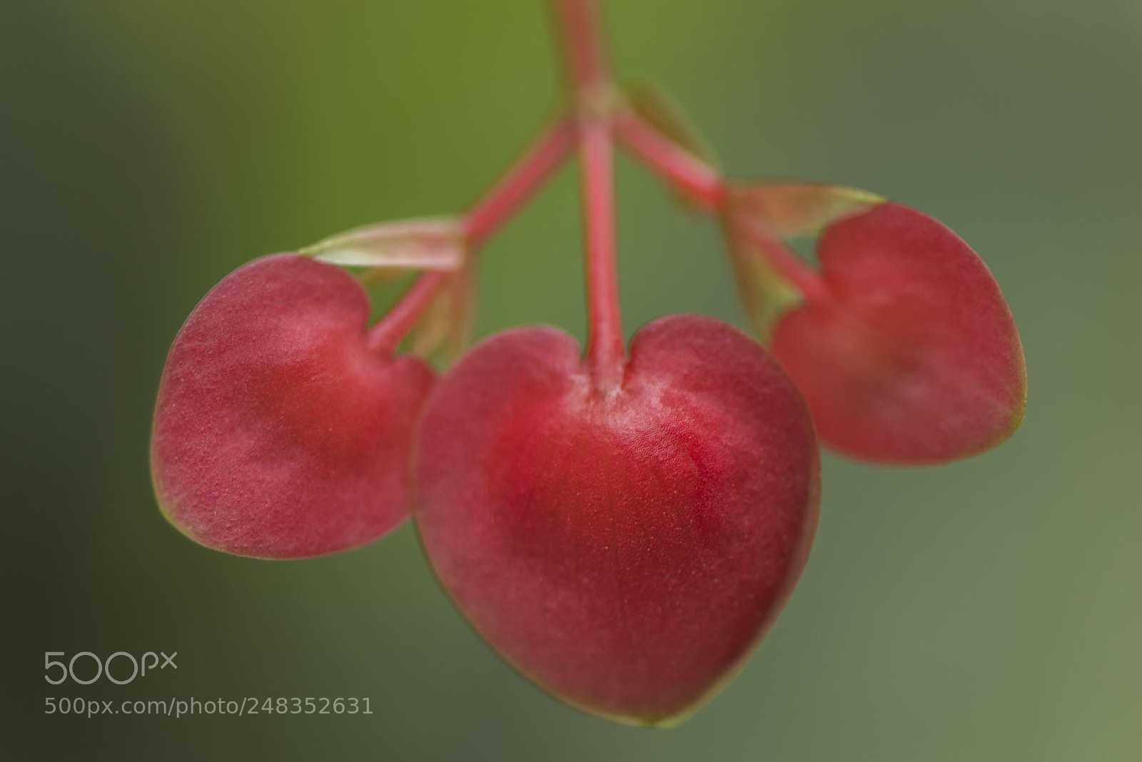 Nikon D810 sample photo. Begonia semperflorens photography