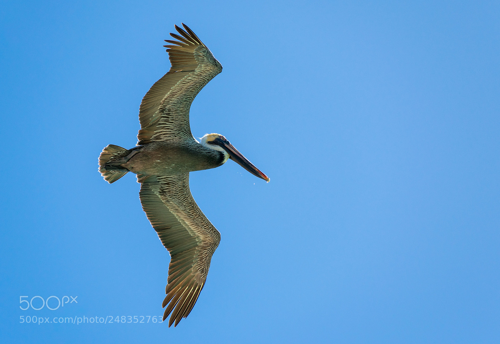 Nikon D3400 sample photo. Brown pelican 2 photography