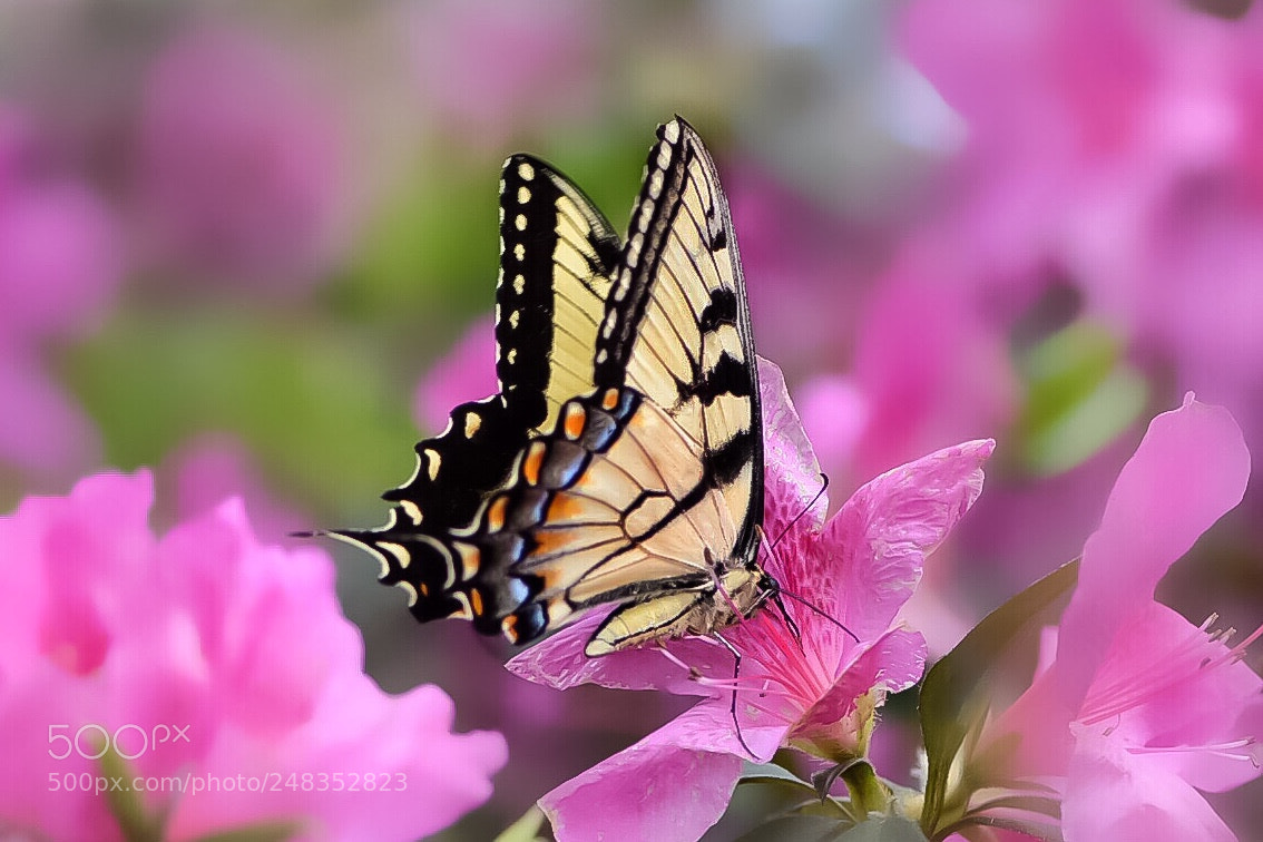 Nikon D610 sample photo. Eastern tiger swallowtail butterfly photography