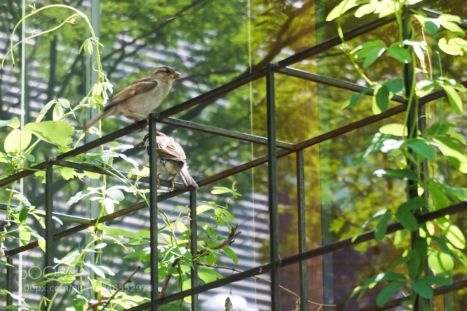 Sony Alpha a5000 (ILCE 5000) sample photo. Birds of a feather photography