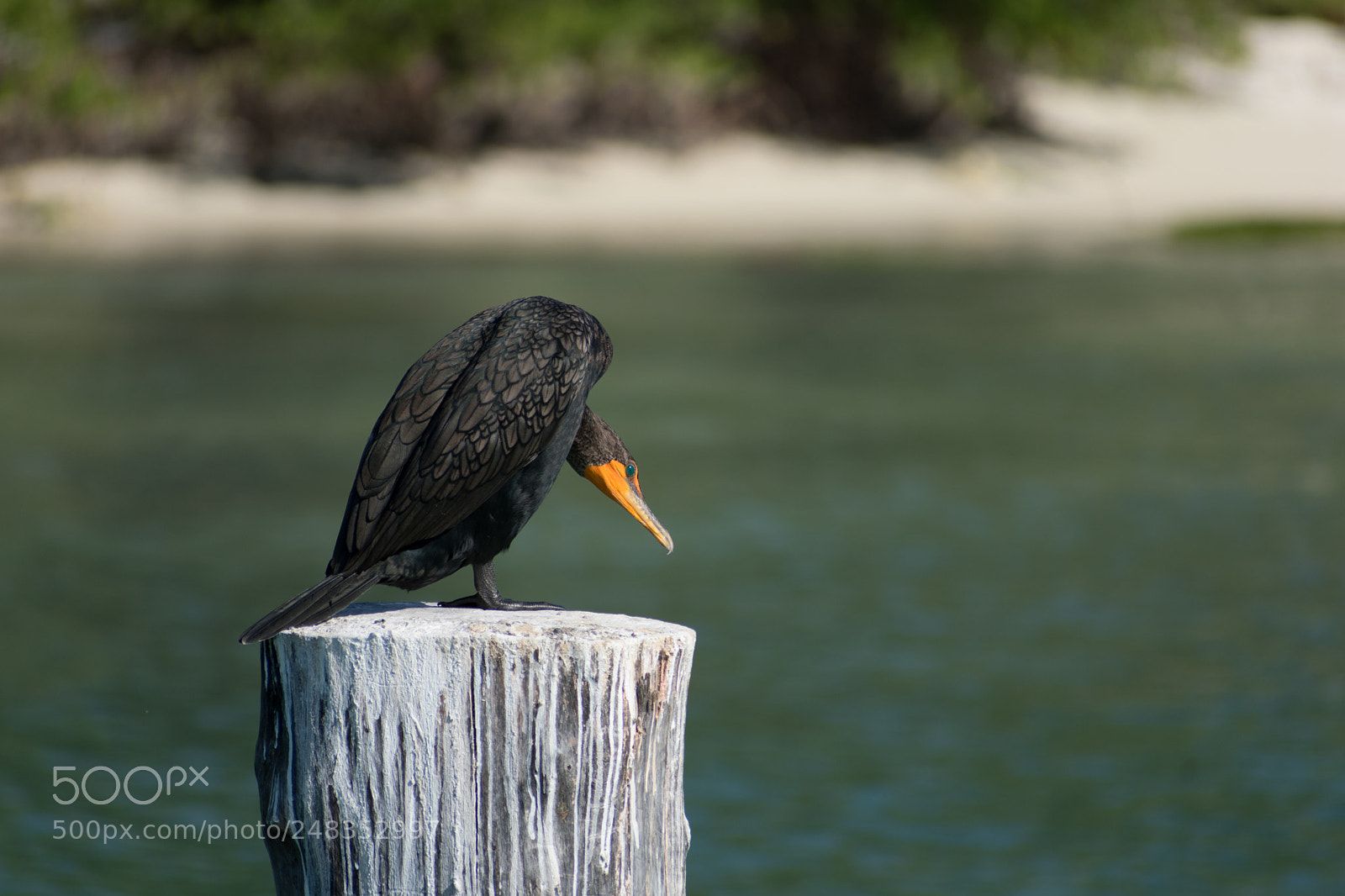 Nikon D3400 sample photo. Double-crested cormorant (adult) photography