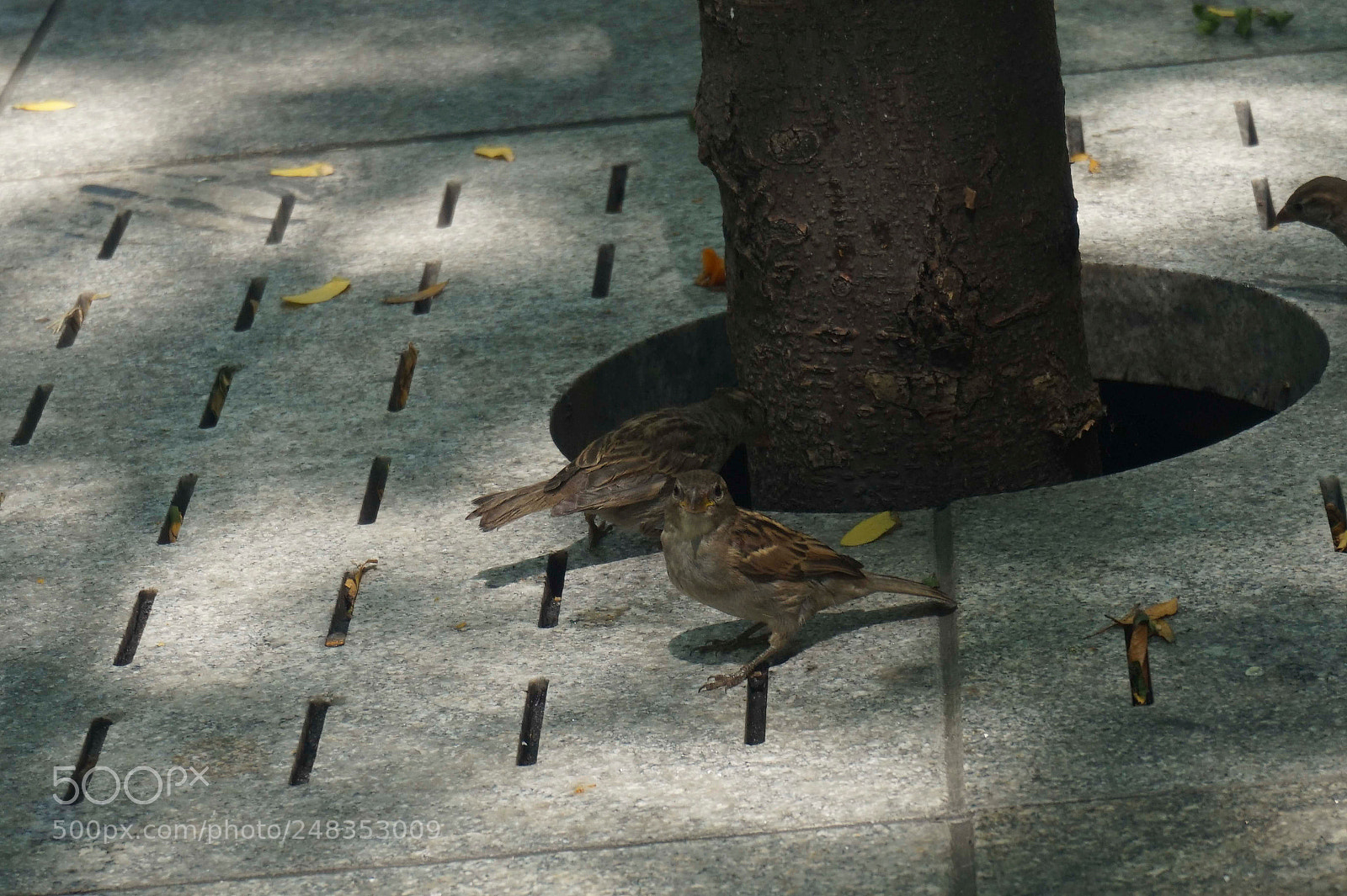 Sony Alpha a5000 (ILCE 5000) sample photo. The defender part 2 photography