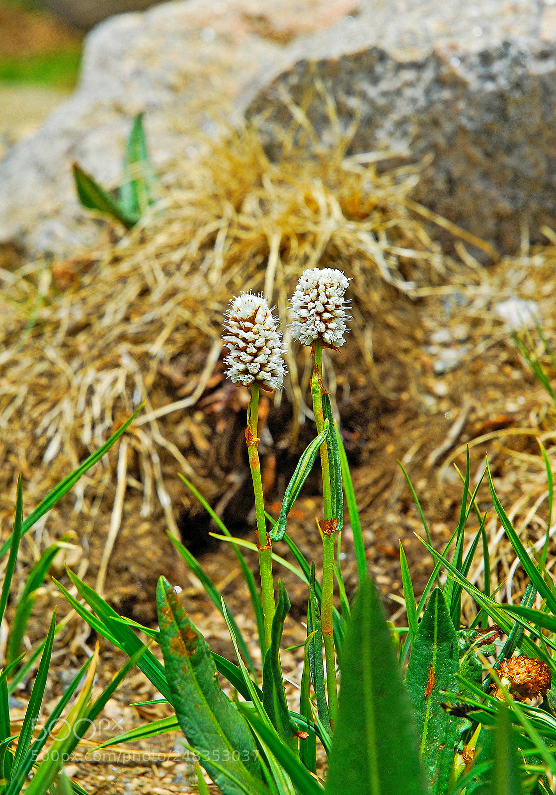 Nikon D200 sample photo. Glacial wildflowers photography
