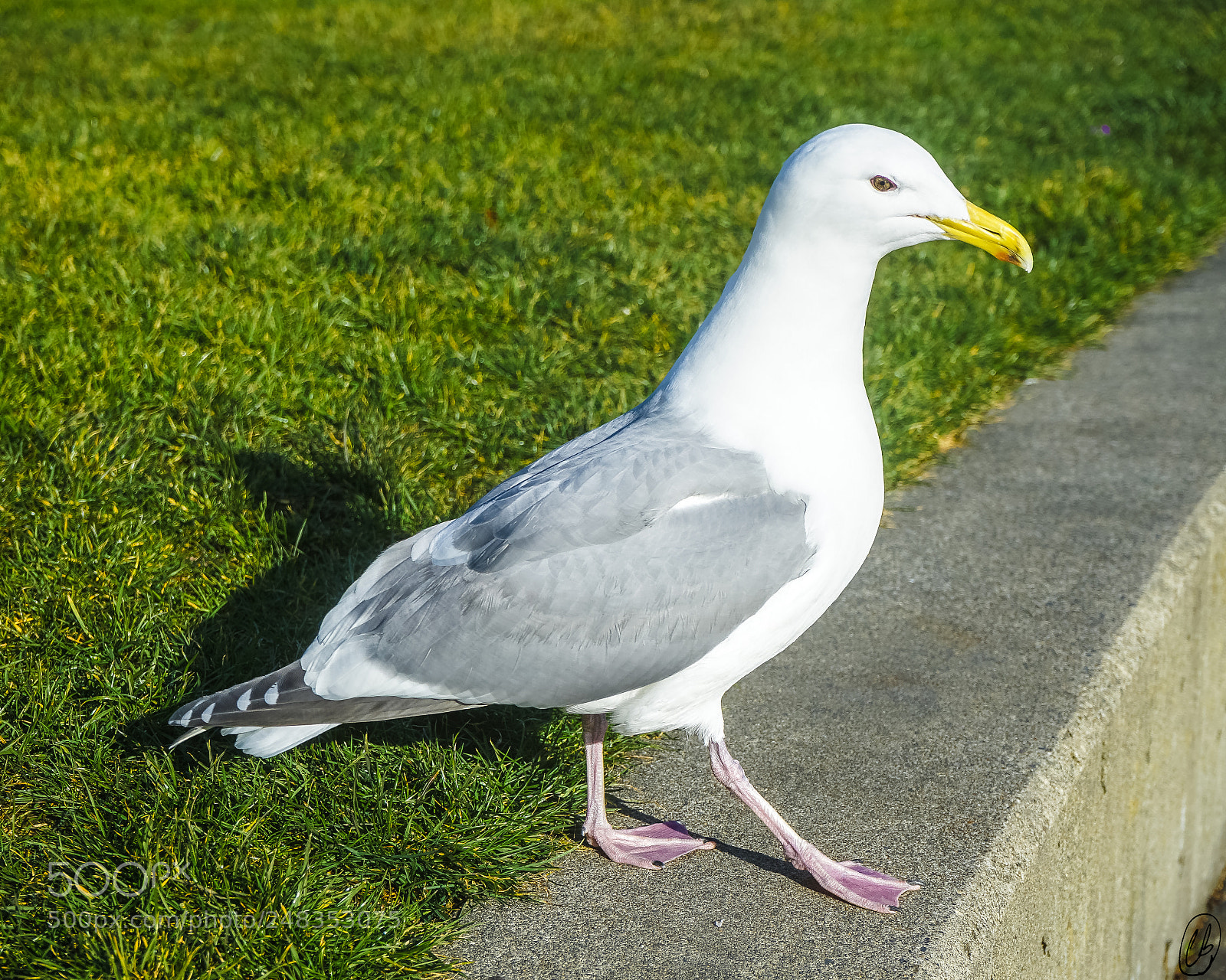 Sony a7 II sample photo. Seagull at seattle center photography