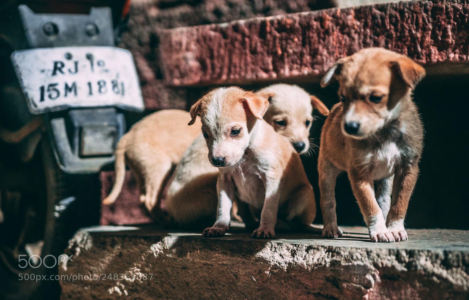 Sony a7S sample photo. Ghetto pups photography