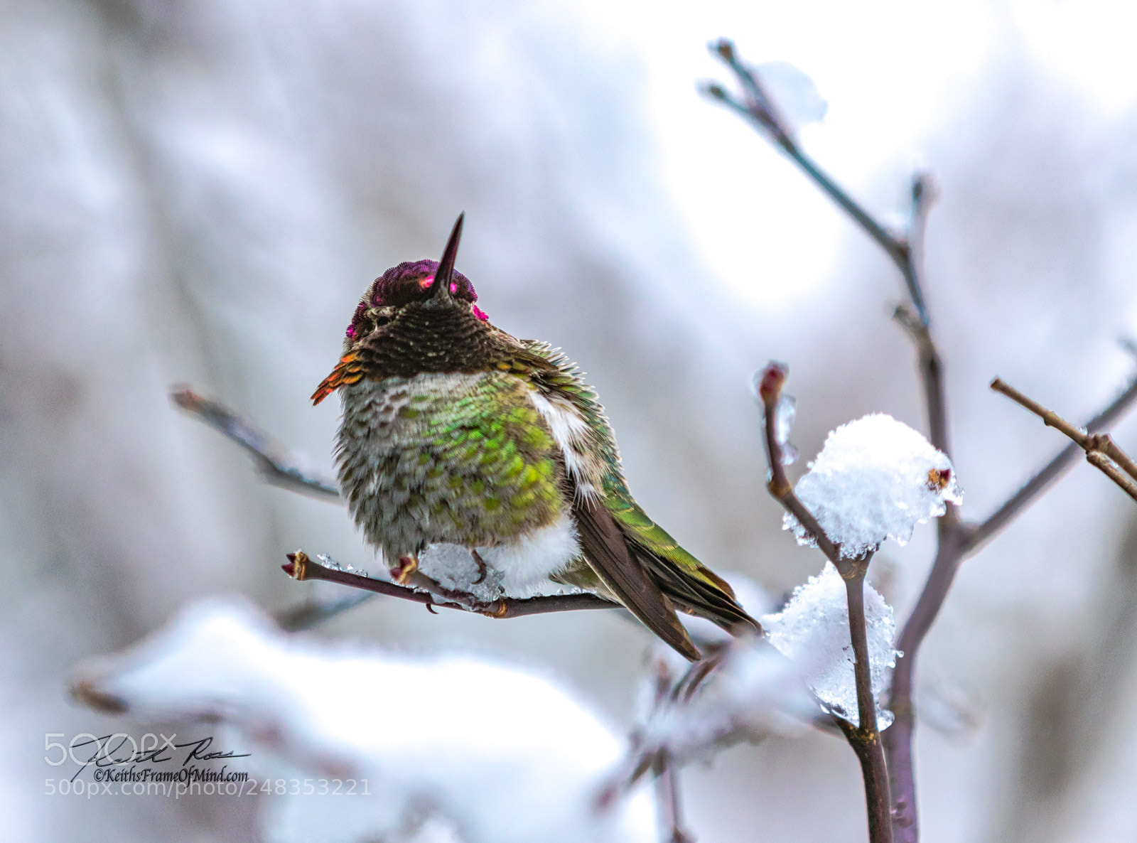 Canon EOS 7D Mark II sample photo. Anna's hummingbird- waiting for photography