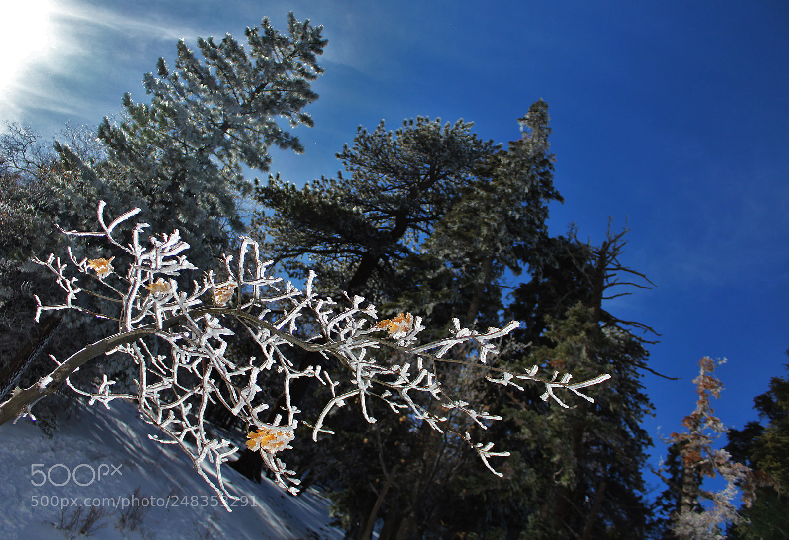Canon EOS 1200D (EOS Rebel T5 / EOS Kiss X70 / EOS Hi) sample photo. Frozen fingers photography