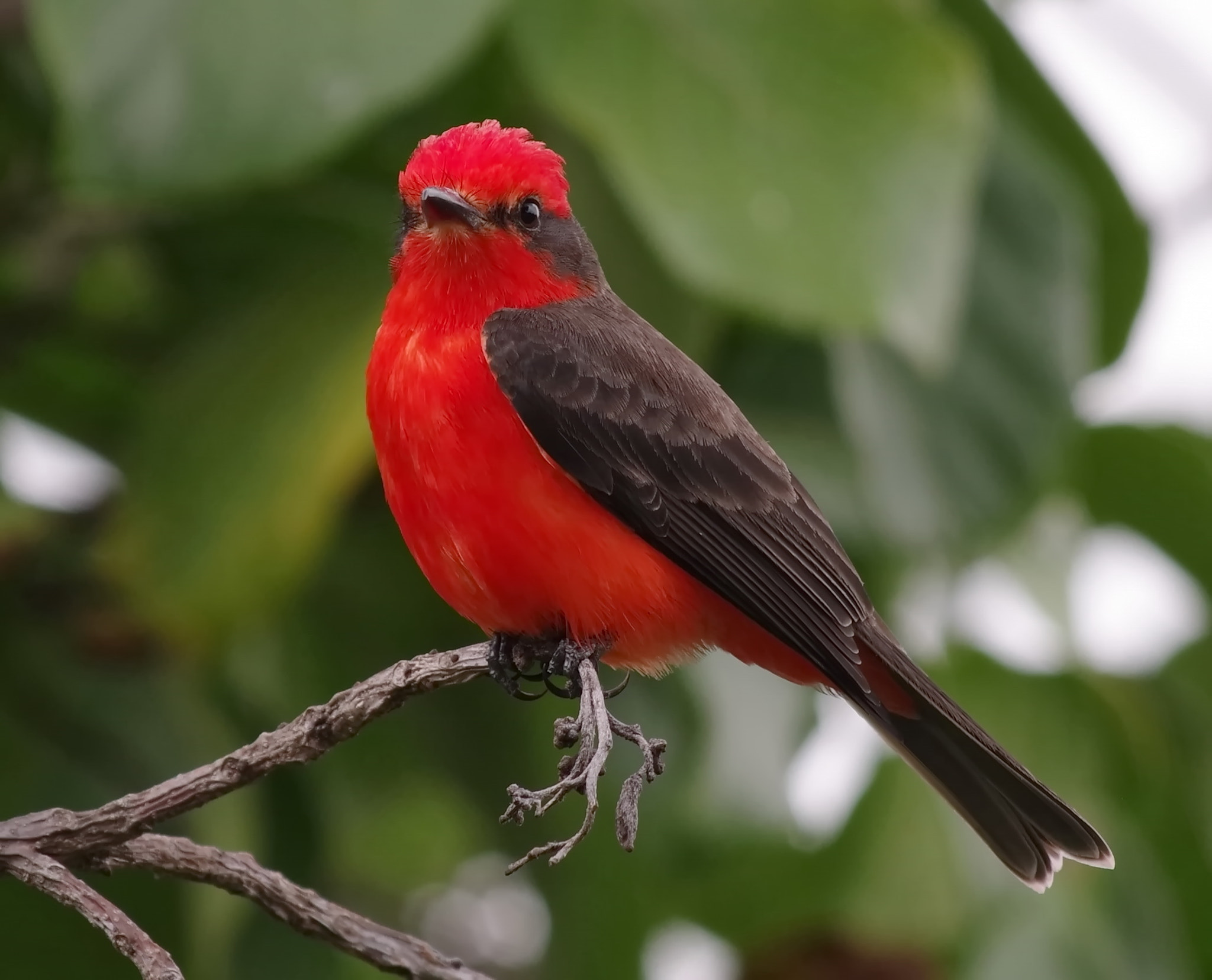 Sigma 50-200mm F4-5.6 DC OS HSM sample photo. Pajaro, cali photography