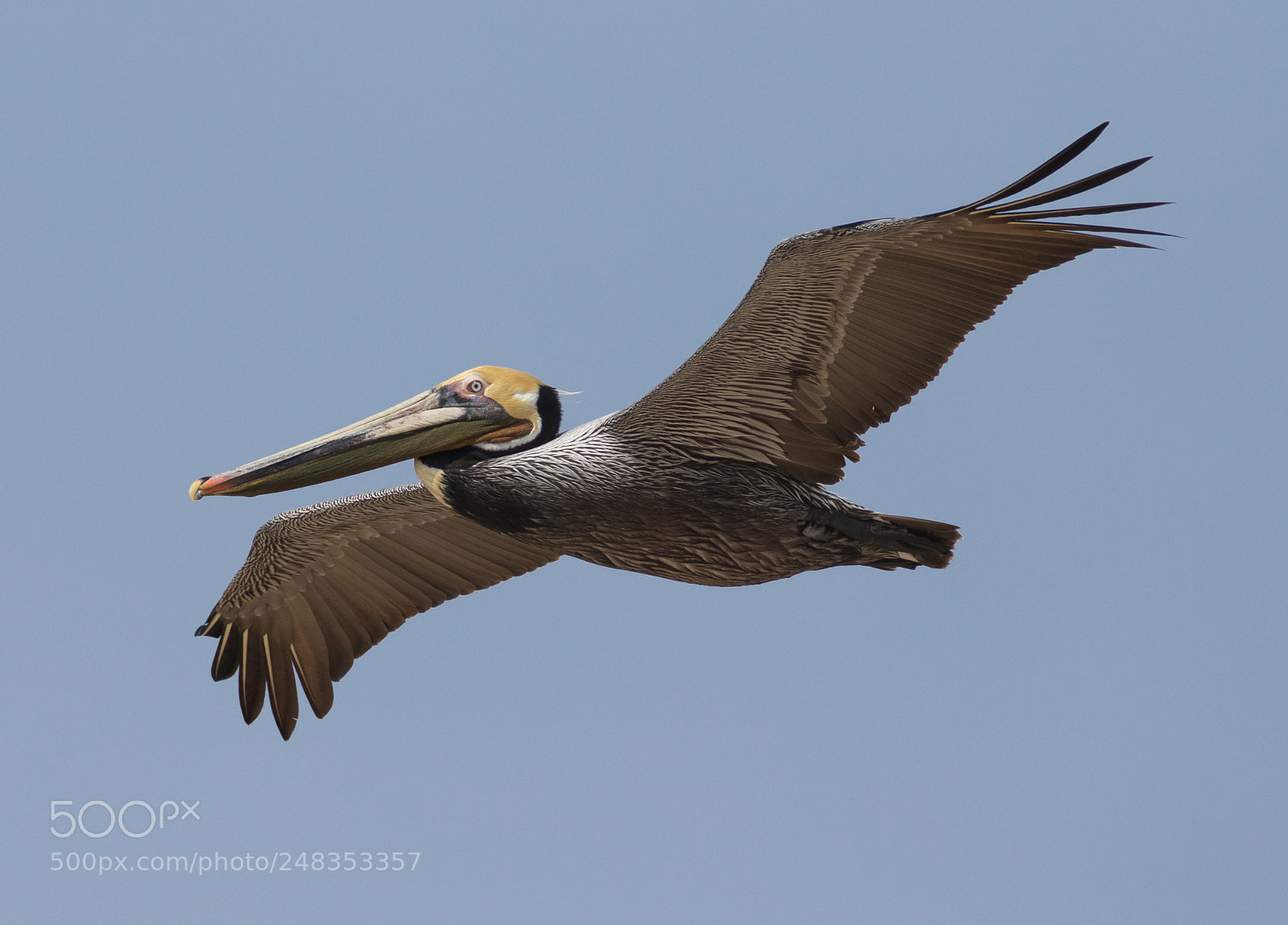 Canon EOS 7D Mark II sample photo. Brown pelican photography