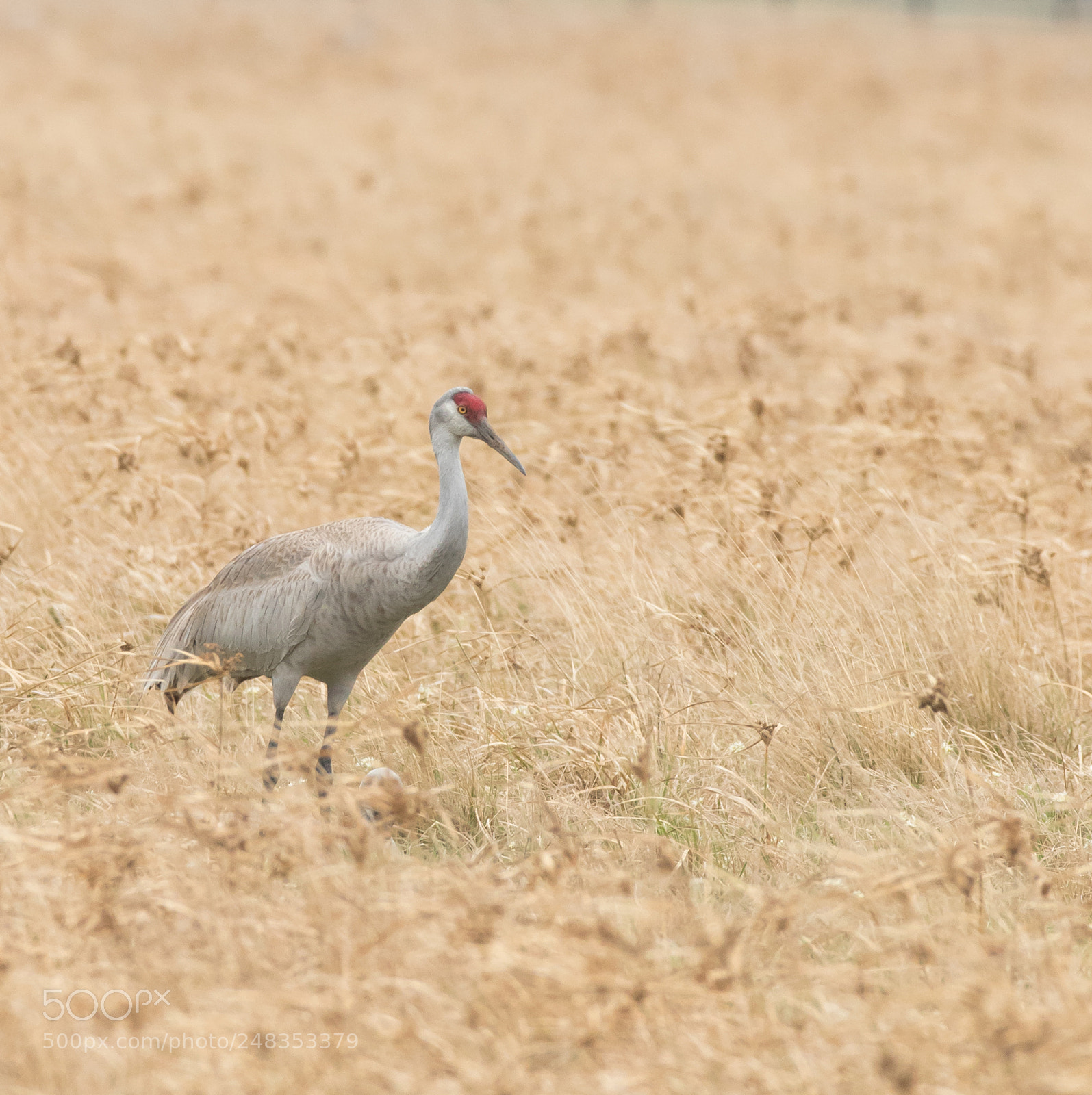 Canon EOS 7D Mark II sample photo. Sandhill crane photography
