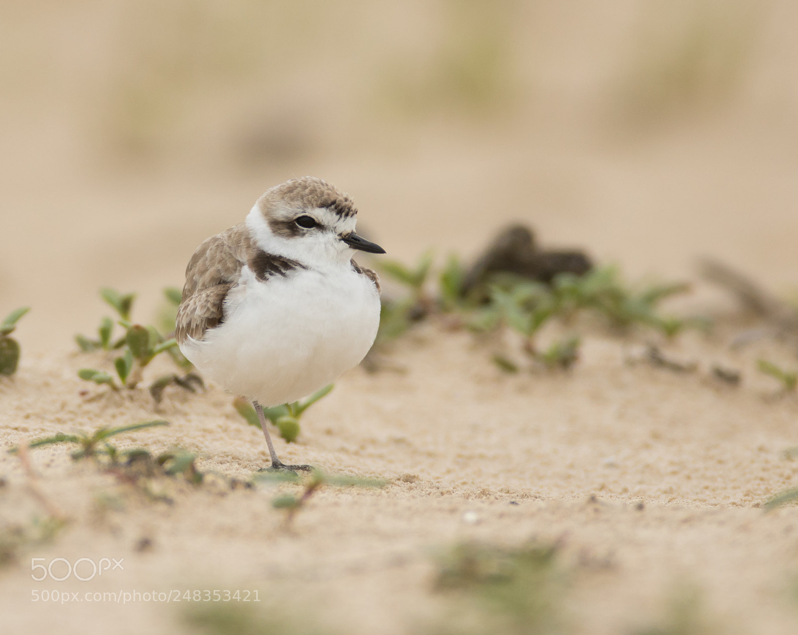 Canon EOS 7D Mark II sample photo. Snowy plover photography