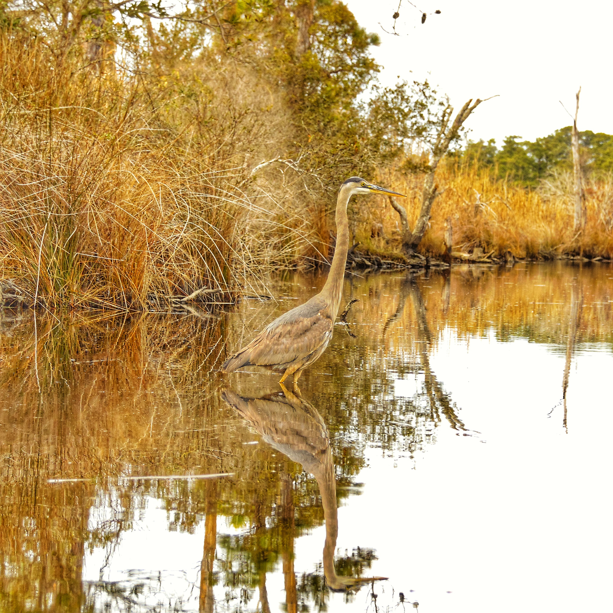 Samsung WB2200F sample photo. Heron in the sound photography